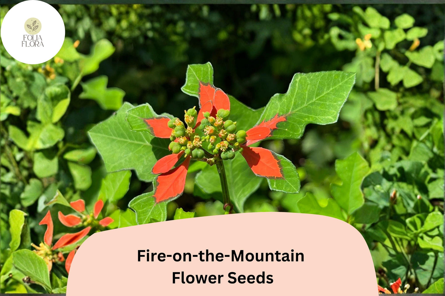 10 Euphorbia cyathophora Seeds | Fire-on-the-Mountain | Bright Annual Wildflower for Garden & Pollinators