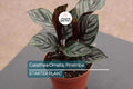 Calathea Ornata Starter Plant | Pinstripe Plant | Live Peacock Plant | Zebra Plant | Indoor Tropical Plant | USA Grown