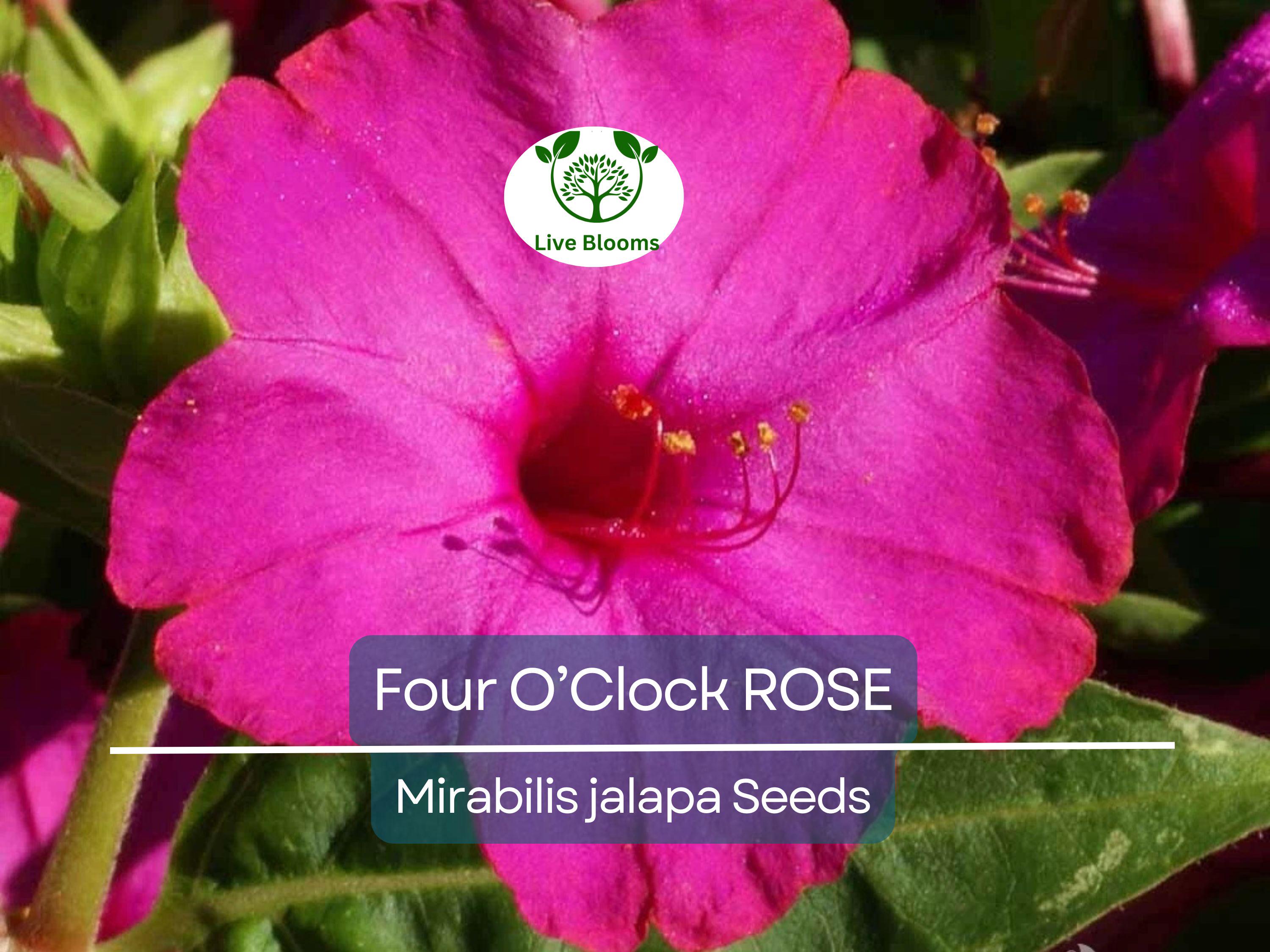 25 Four O’Clock Rose Seeds – Mirabilis Jalapa | Perennial Non-GMO Flowers | Hummingbird Magnet | Fragrant Pink Blooms