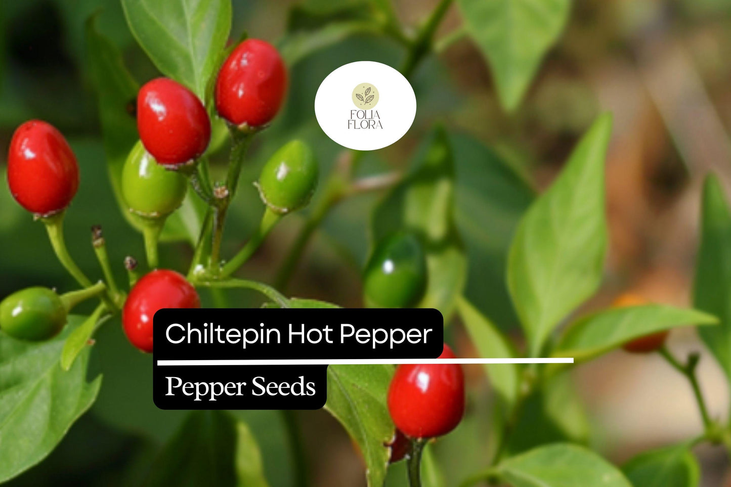 25 Seeds Chiltepin Pepper (Capsicum annuum var. glabriusculum) – Wild Hot Pepper with Bold Heat and Unique Flavor