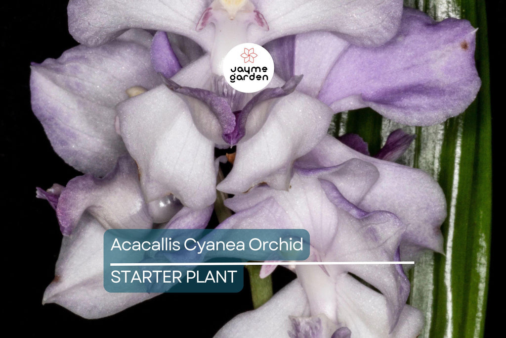 Acacallis Cyanea Orchid Seedling | Fragrant Lavender Flowers | Rare Orchid Species | Live Starter Plant in Pot