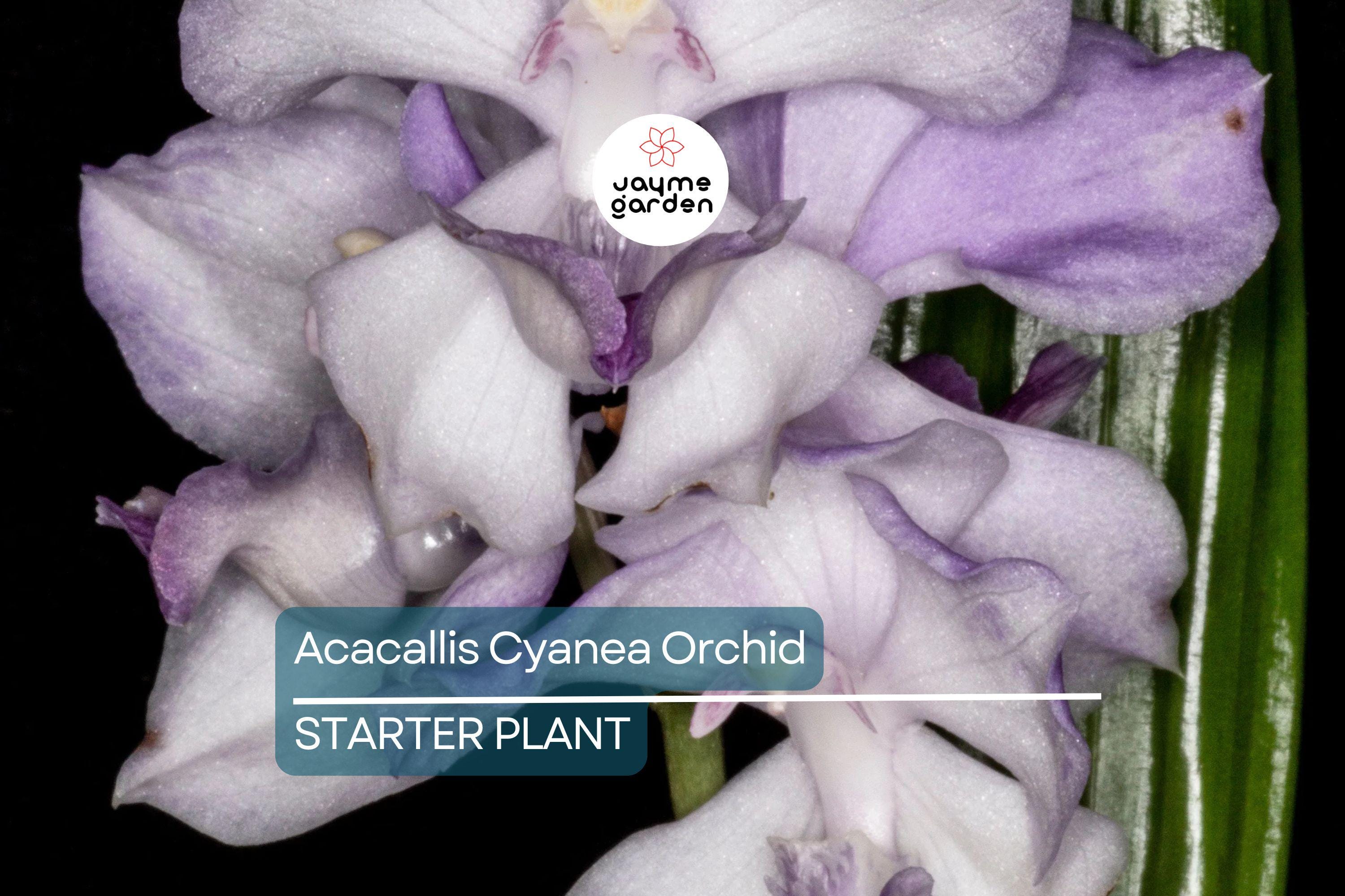 Acacallis Cyanea Orchid Seedling | Fragrant Lavender Flowers | Rare Orchid Species | Live Starter Plant in Pot