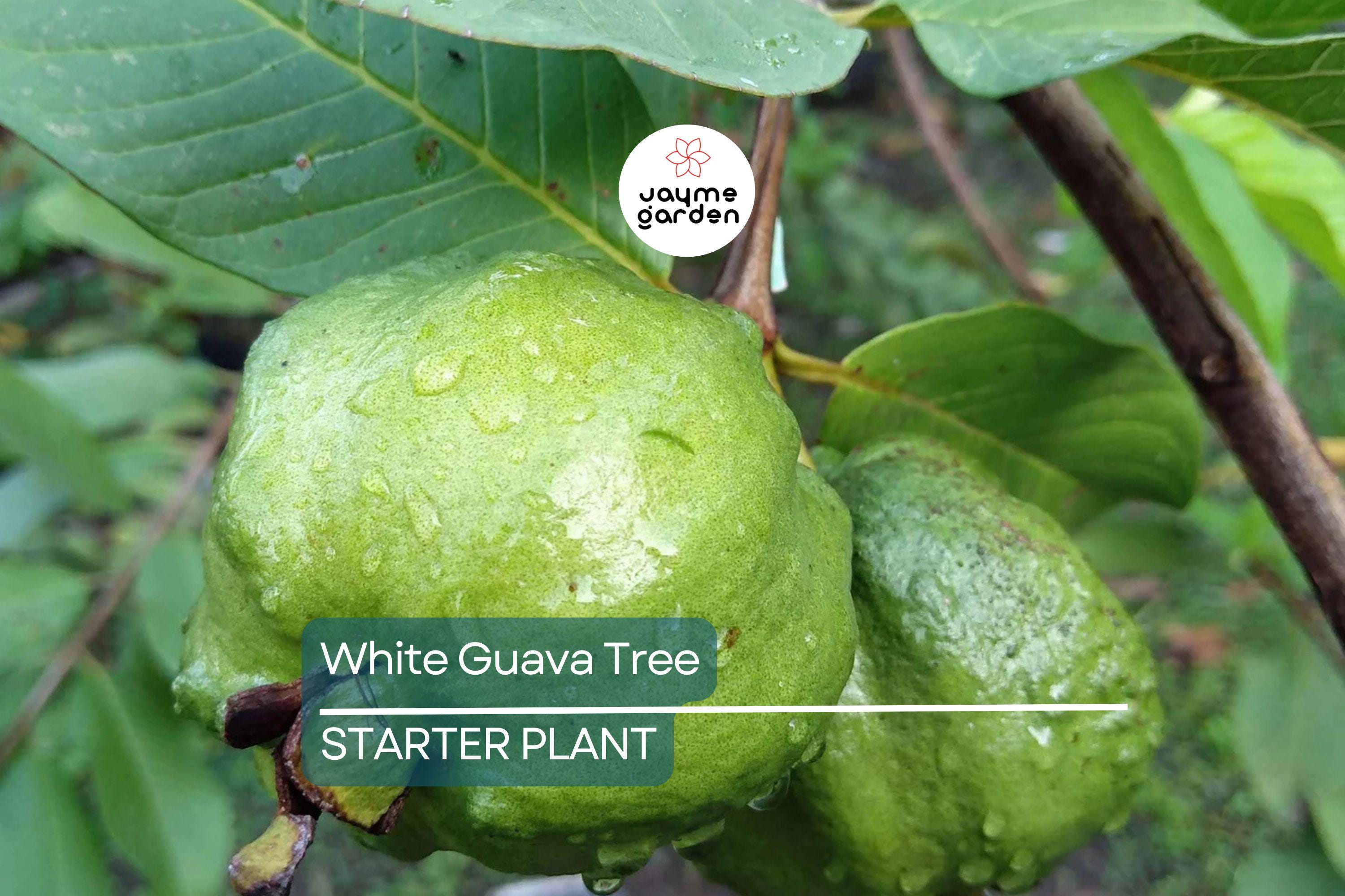 White Guava Tree Seedling - Tropical Live Plant with Pot - Ready to Plant, Sweet White Guava Fruit