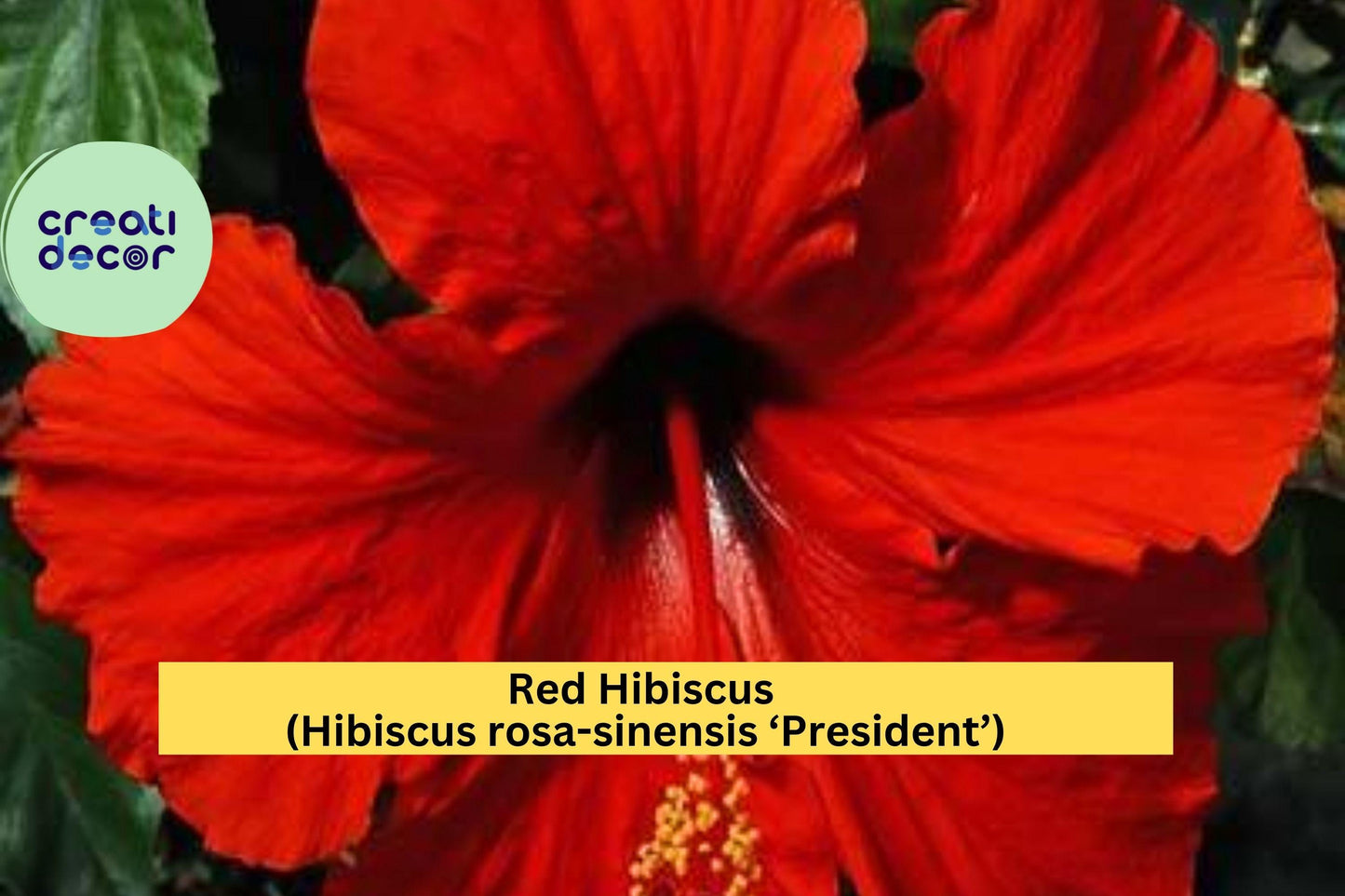 Red Hibiscus ‘President’ – Hibiscus rosa-sinensis – 2 Live Starter Plants, 5” Tall Tropical Flower Plugs for Garden or Patio