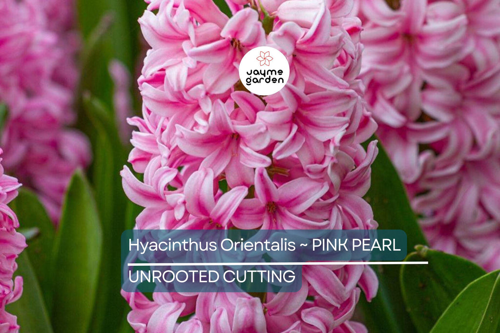 Hyacinth Pink Pearl Bulbs - 2 Fragrant Fuchsia-Purple Blooms, Award-Winning, Perfect for Gardens & Containers, USDA Zones 4-8