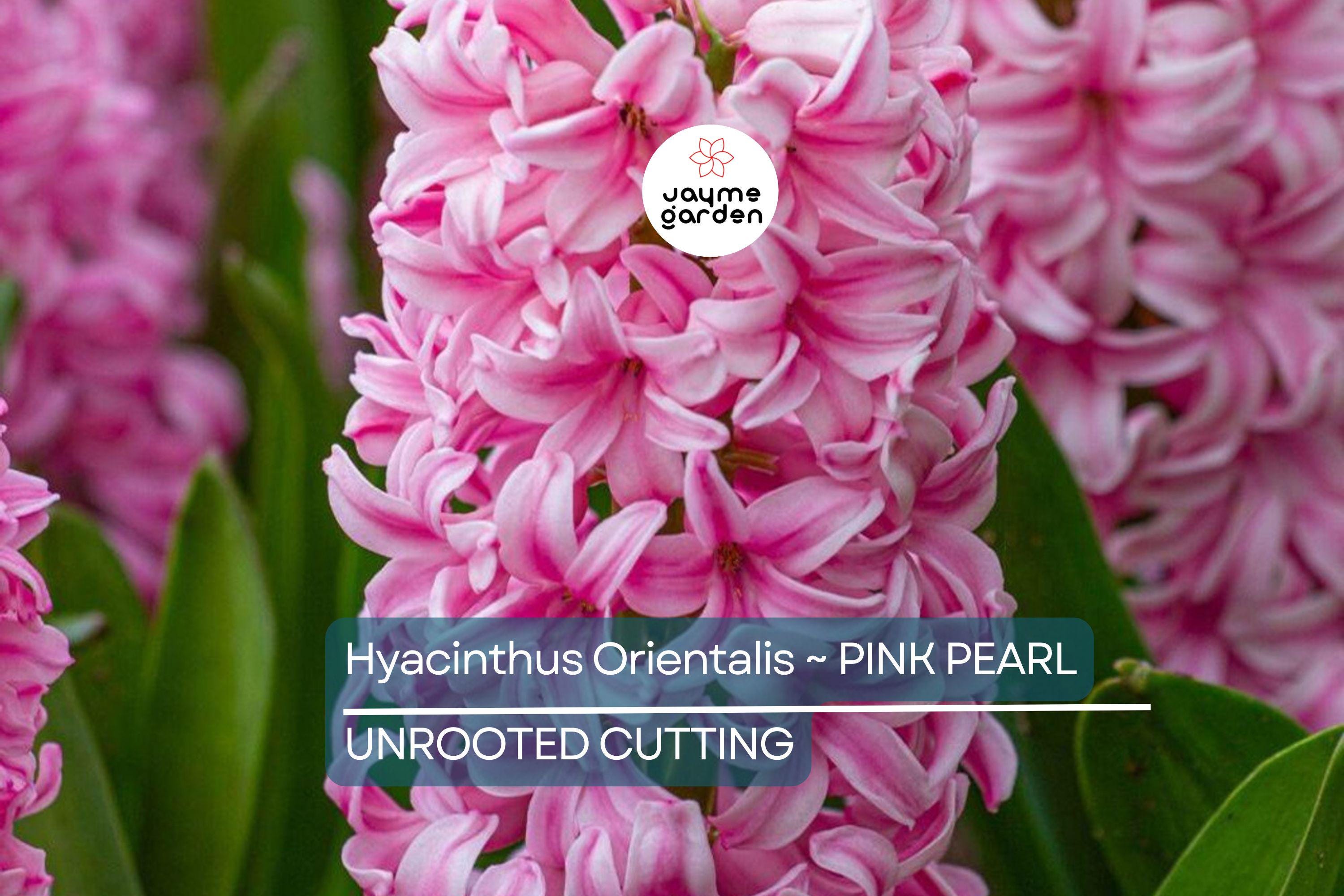 Hyacinth Pink Pearl Bulbs - 2 Fragrant Fuchsia-Purple Blooms, Award-Winning, Perfect for Gardens & Containers, USDA Zones 4-8