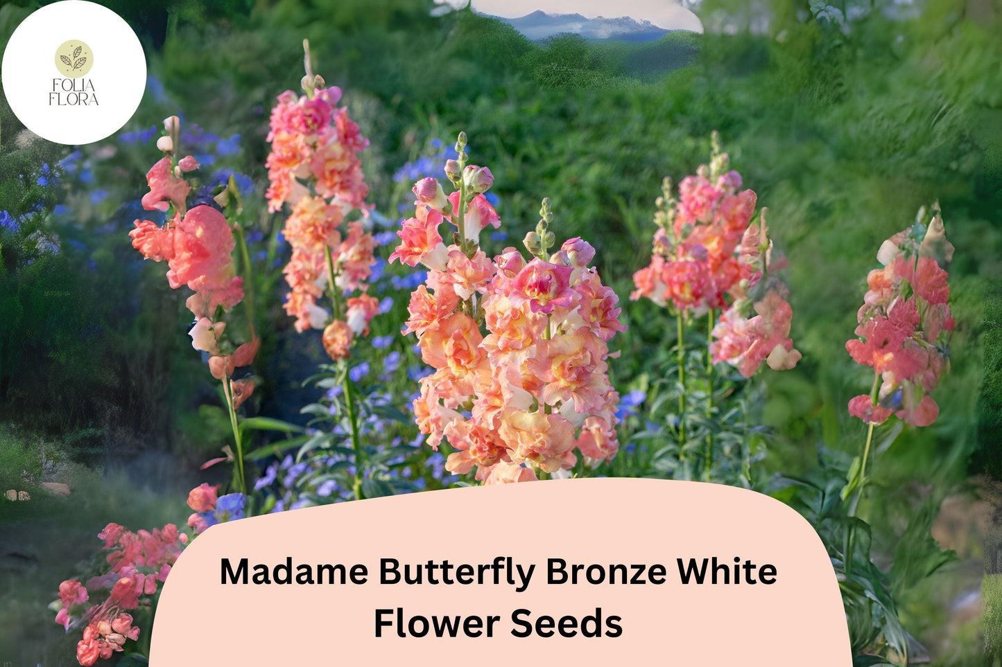 Antirrhinum majus Madame Butterfly Bronze White Snapdragon Seeds – 1000+ Ruffled Blooms for Garden & Bouquets