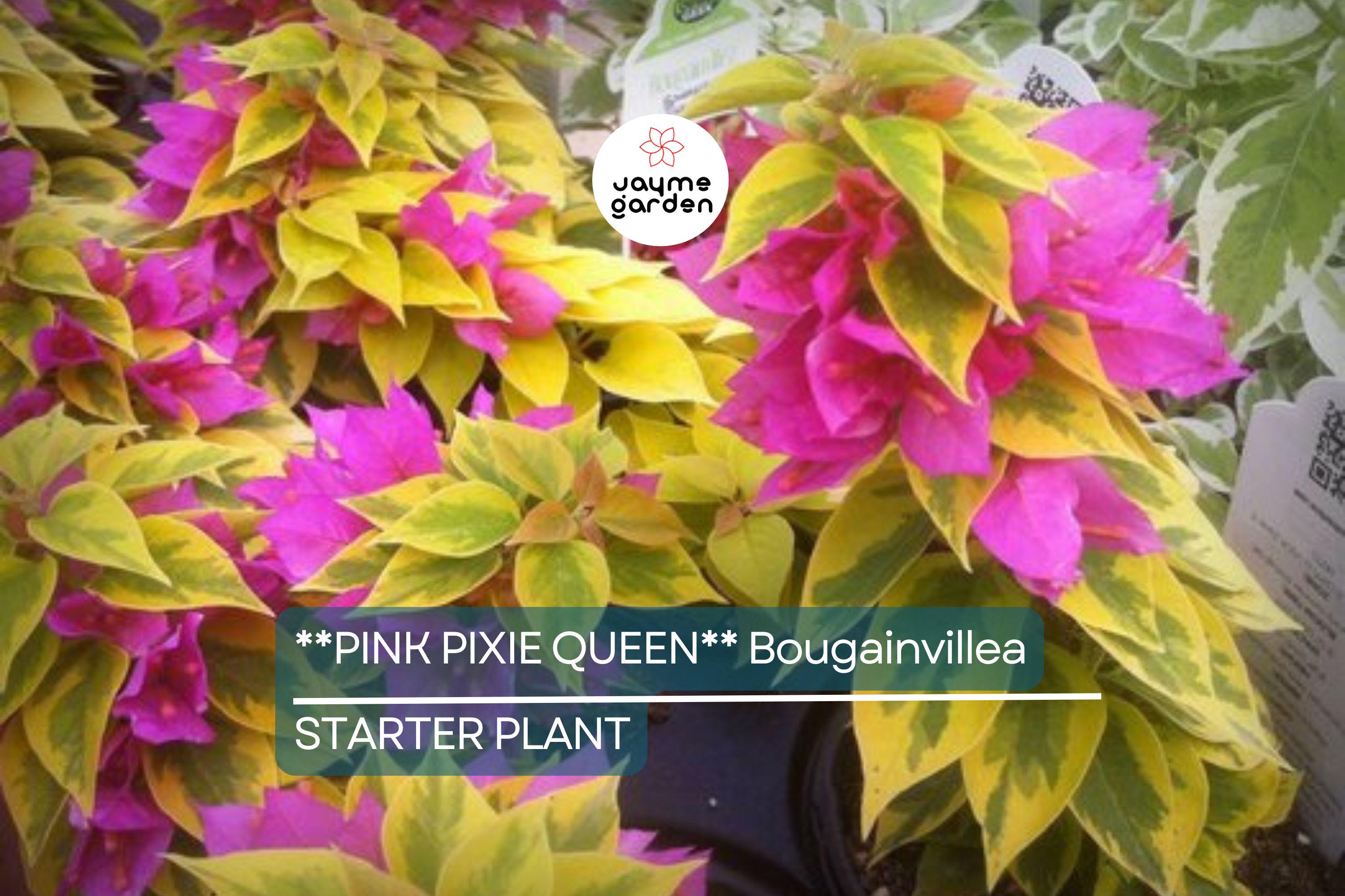 Pink Pixie Queen Bougainvillea | Small Well-Rooted Starter Plant | Live Tropical Plug by USA Seller | Indoor & Outdoor |