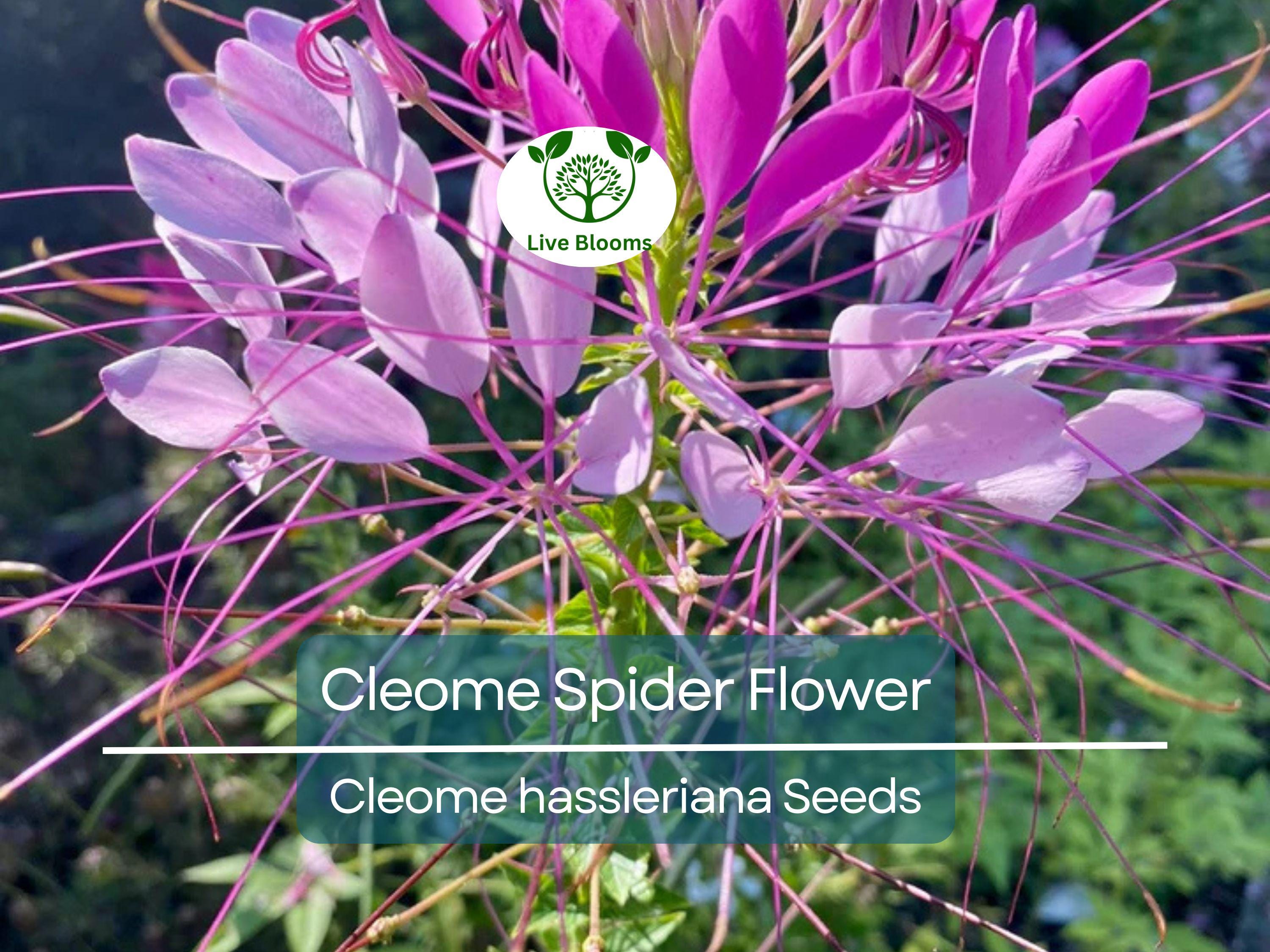 300 Cleome Spider Flower Seeds – White, Pink, Purple Wildflower | (Cleome hassleriana) Bee-Friendly Bush, Fast-Growing Garden Plant