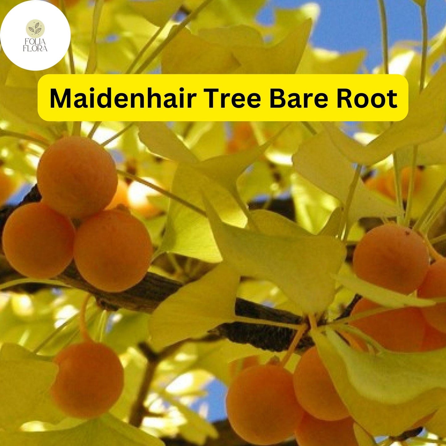 3 Bare Root Ginkgo Biloba Maidenhair Trees, Starter Live Trees