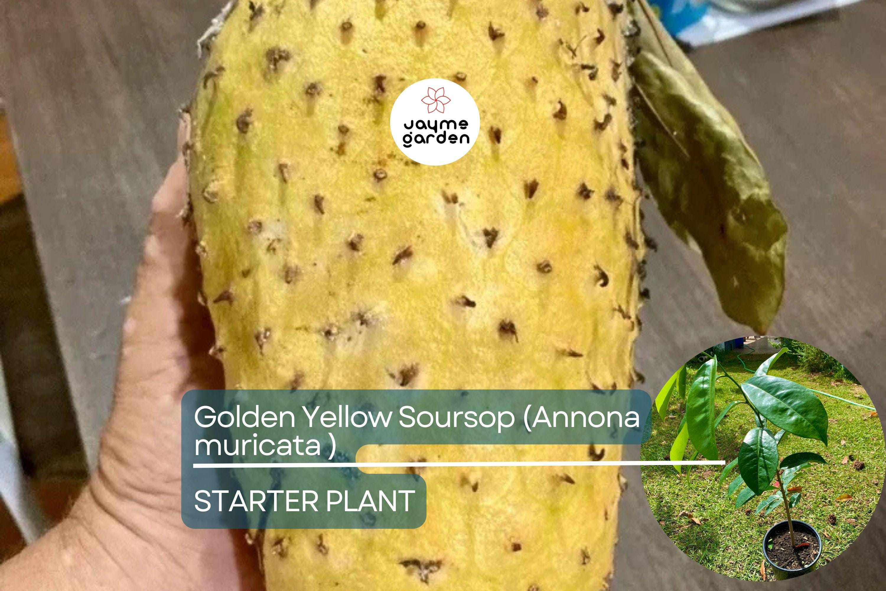 Golden Yellow Soursop Tree - Live Annona muricata 10”-20” | Tropical Fruit Tree for Juicy, Nutritious Fruit