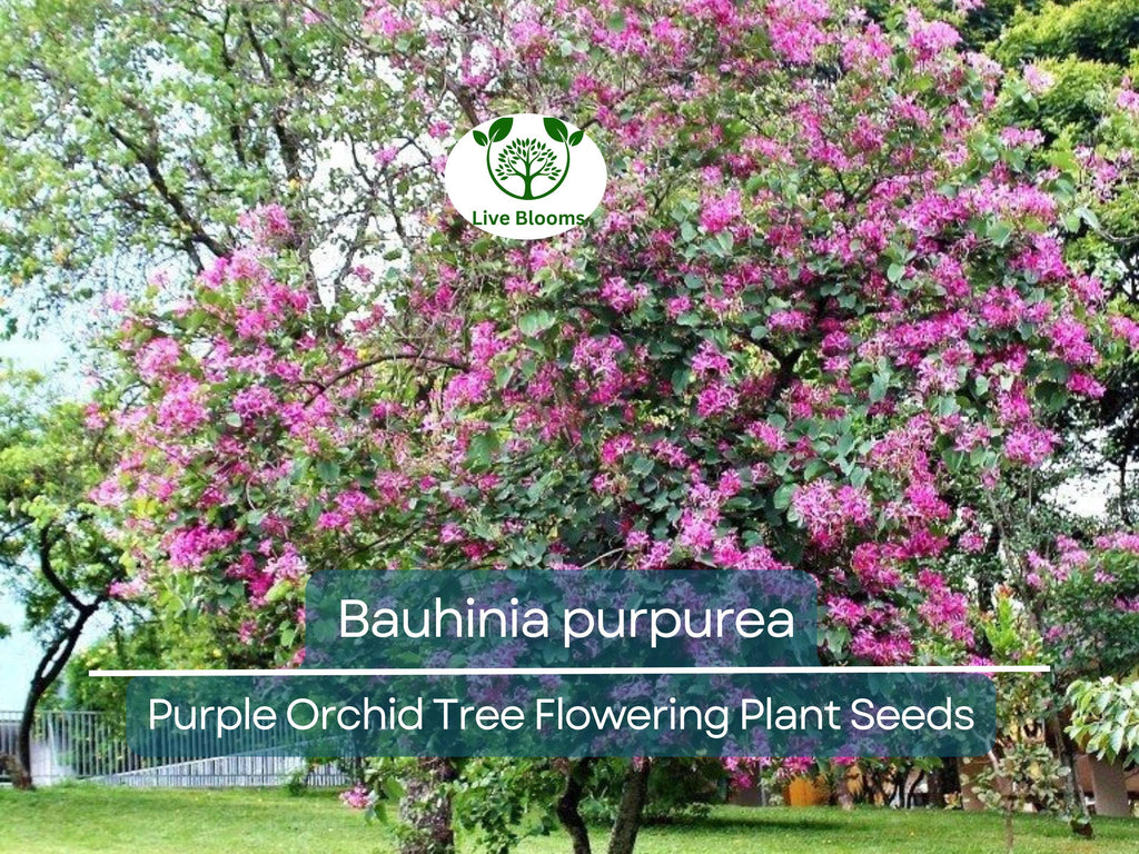 10 Seeds Bauhinia Purpurea – Purple Orchid Tree (Bauhinia purpurea) | Beautiful Flowering Plant for Planting