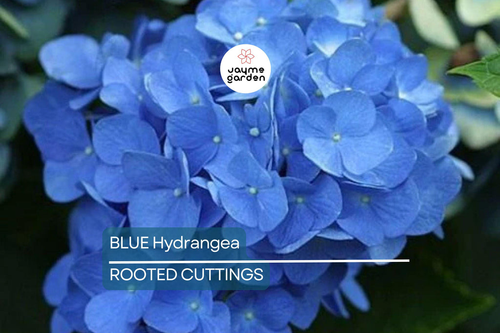 Blue Hydrangea Plants | 3-5” Fully Rooted Cuttings | Live Plant | Gorgeous Blooms | Color Change |