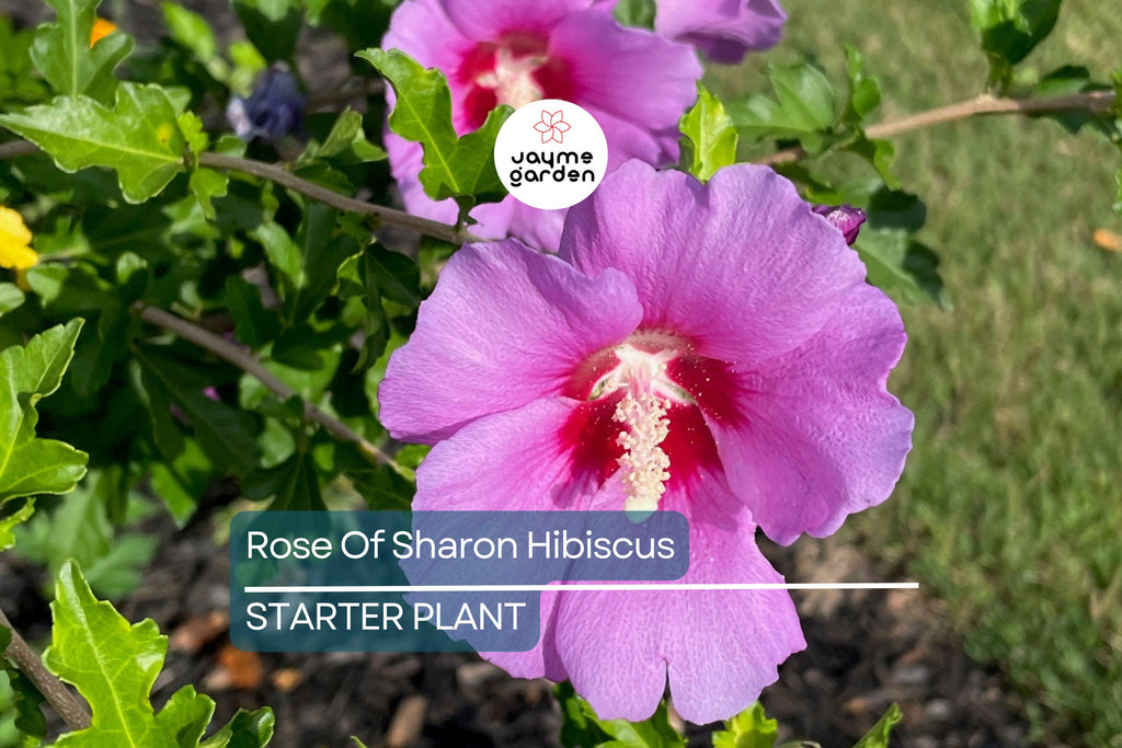 2 Rose of Sharon Hibiscus Starter Plants (6") | Fast Growing Live Roots, Random Color, Can Be White, Purple Or Pink