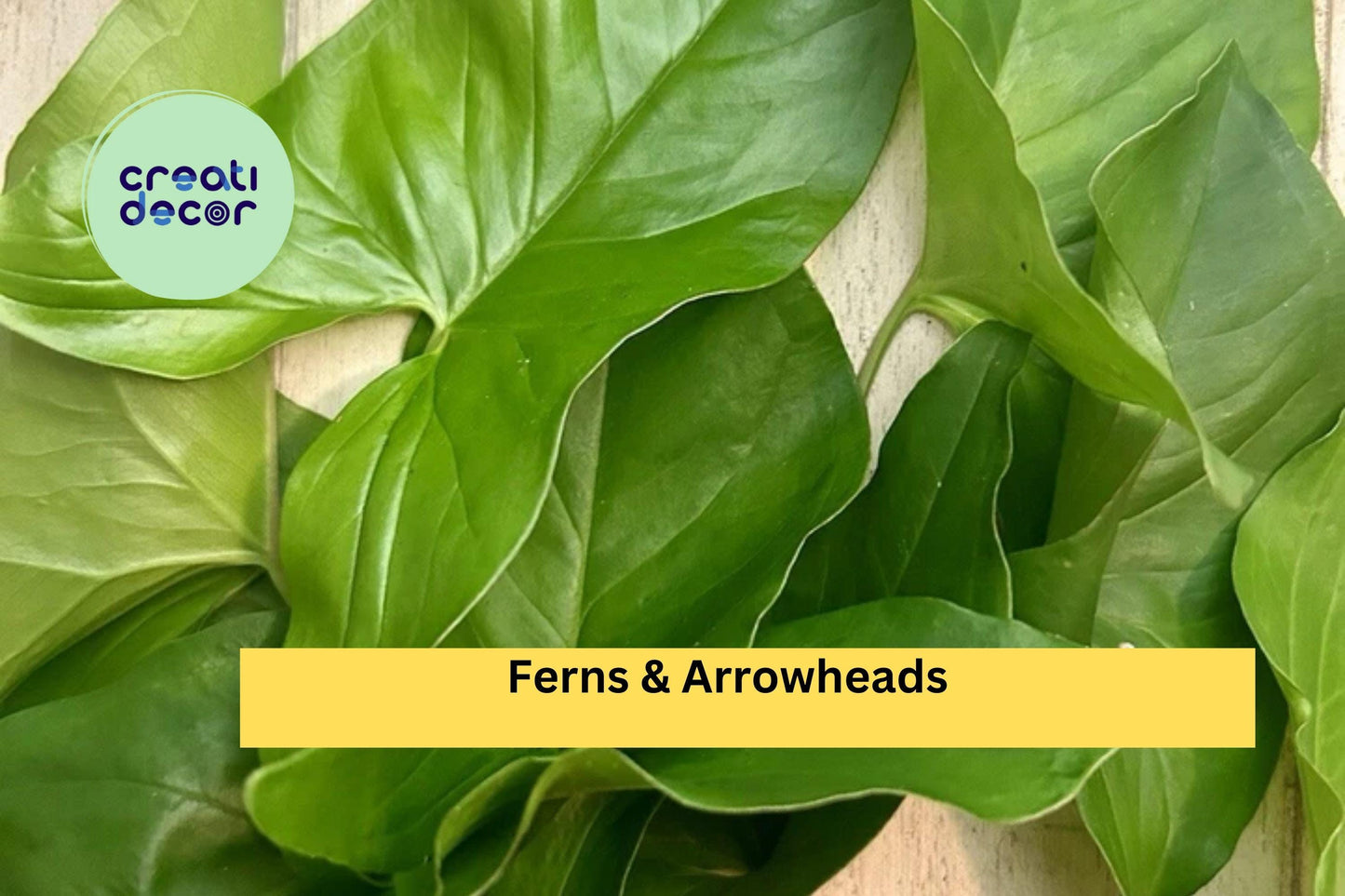 10 Rooted Plant Cuttings – Mix of Ferns and Arrowhead Plants, Healthy Live Starter Houseplants for Indoor Pots or Tropical Garden Decor