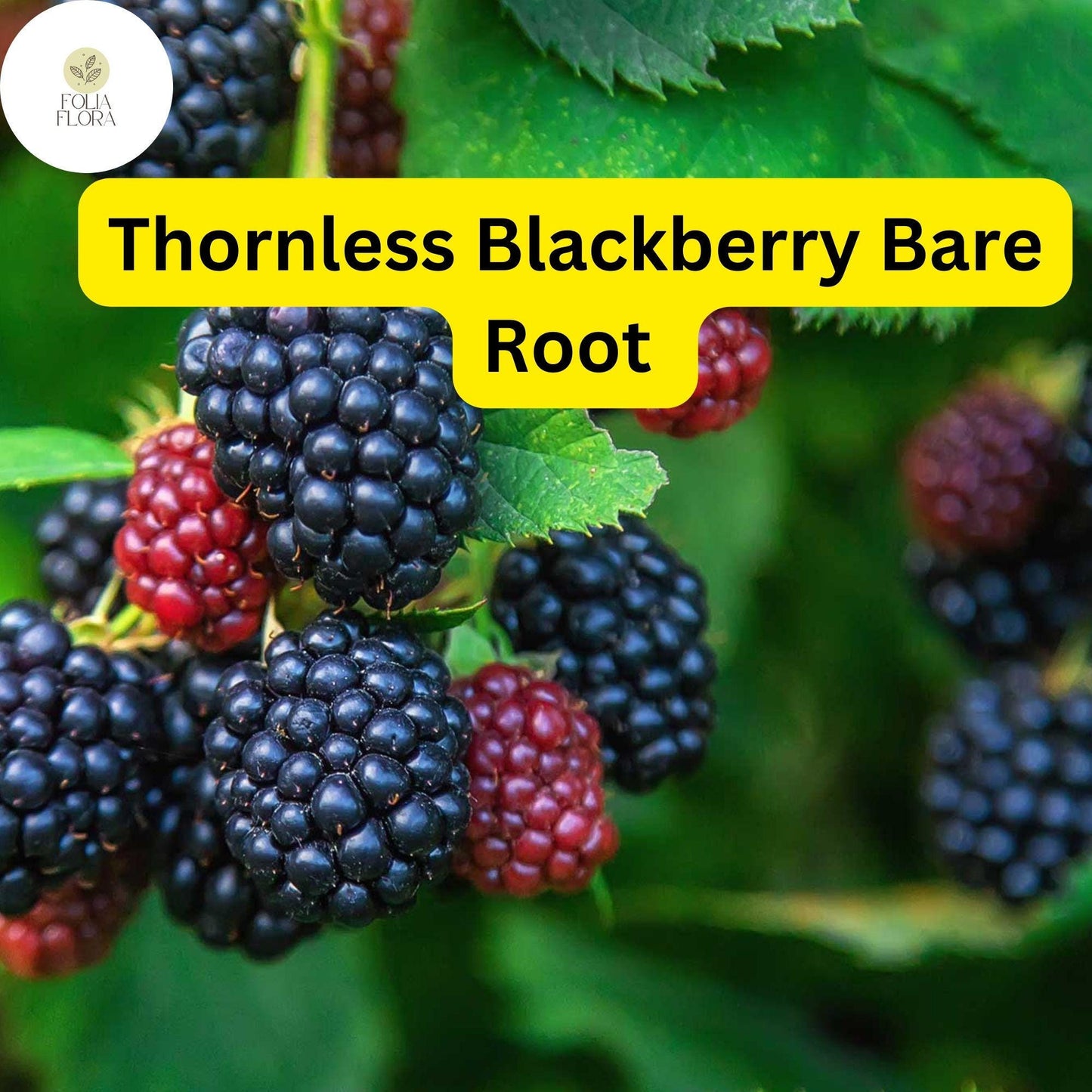 5 Bare Root Triple Crown Thornless Blackberry Plants, Rubus fruticosus, Sweet Fruit, Easy-to-Grow, High Yield