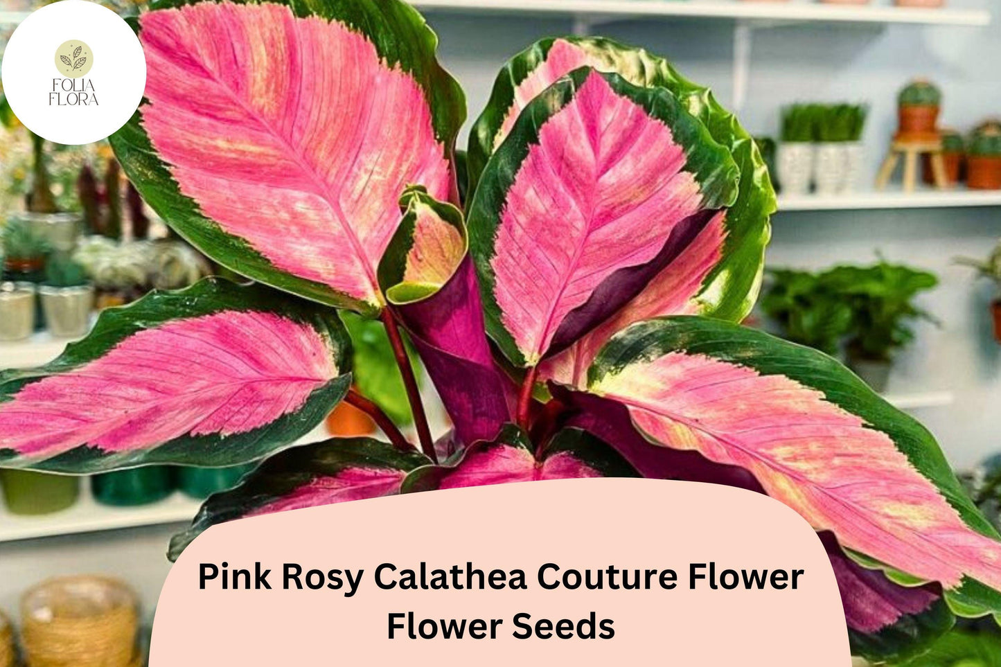 25+ Pink Rosy Calathea Seeds | Exotic Tropical Houseplant | Decorative Indoor or Outdoor Foliage Plant for Garden & Home