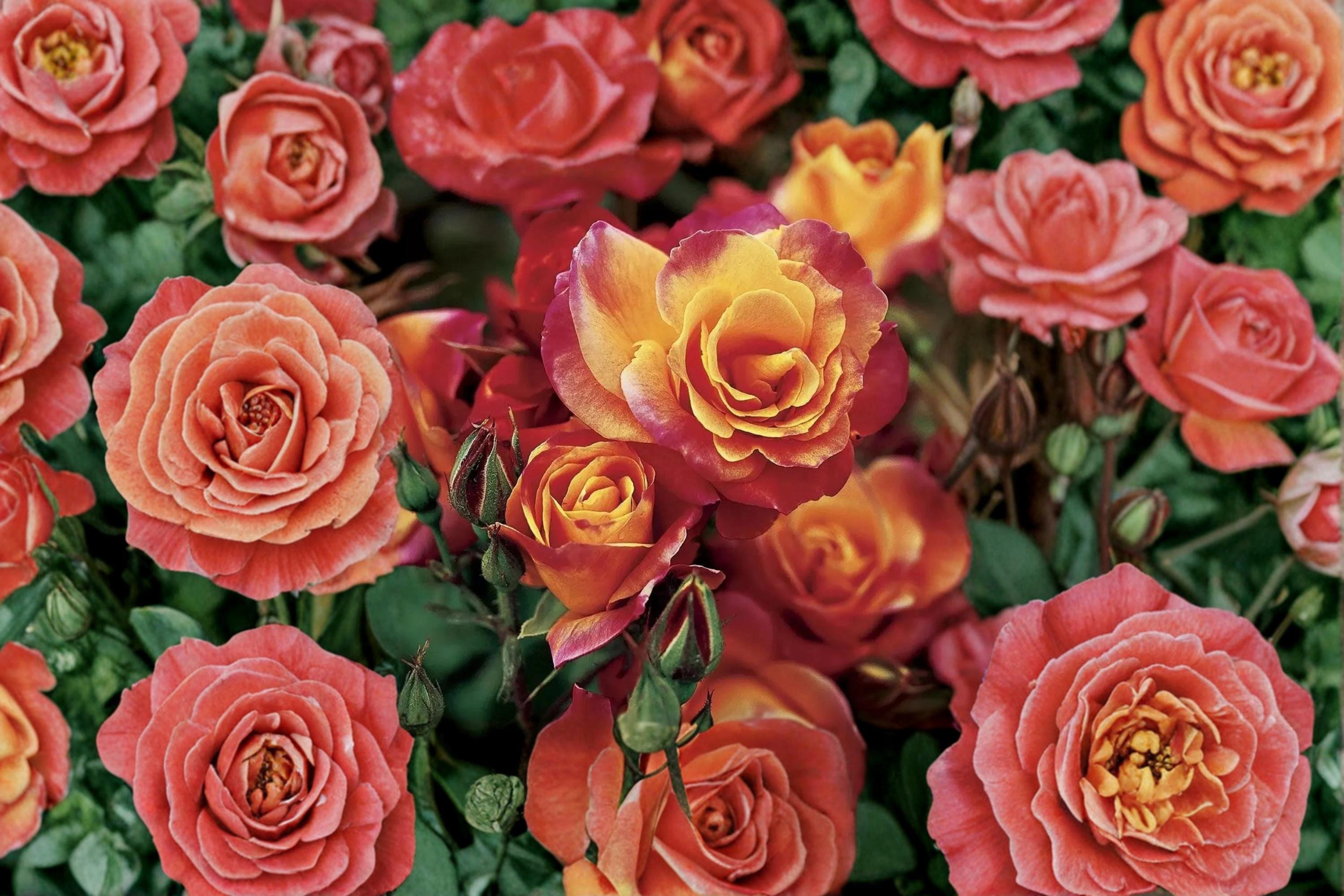 Joseph's Coat Climbing Rose 3 Cuttings 6-8" (Rosa ‘Joseph's Coat’) Unrooted Rose Cuttings