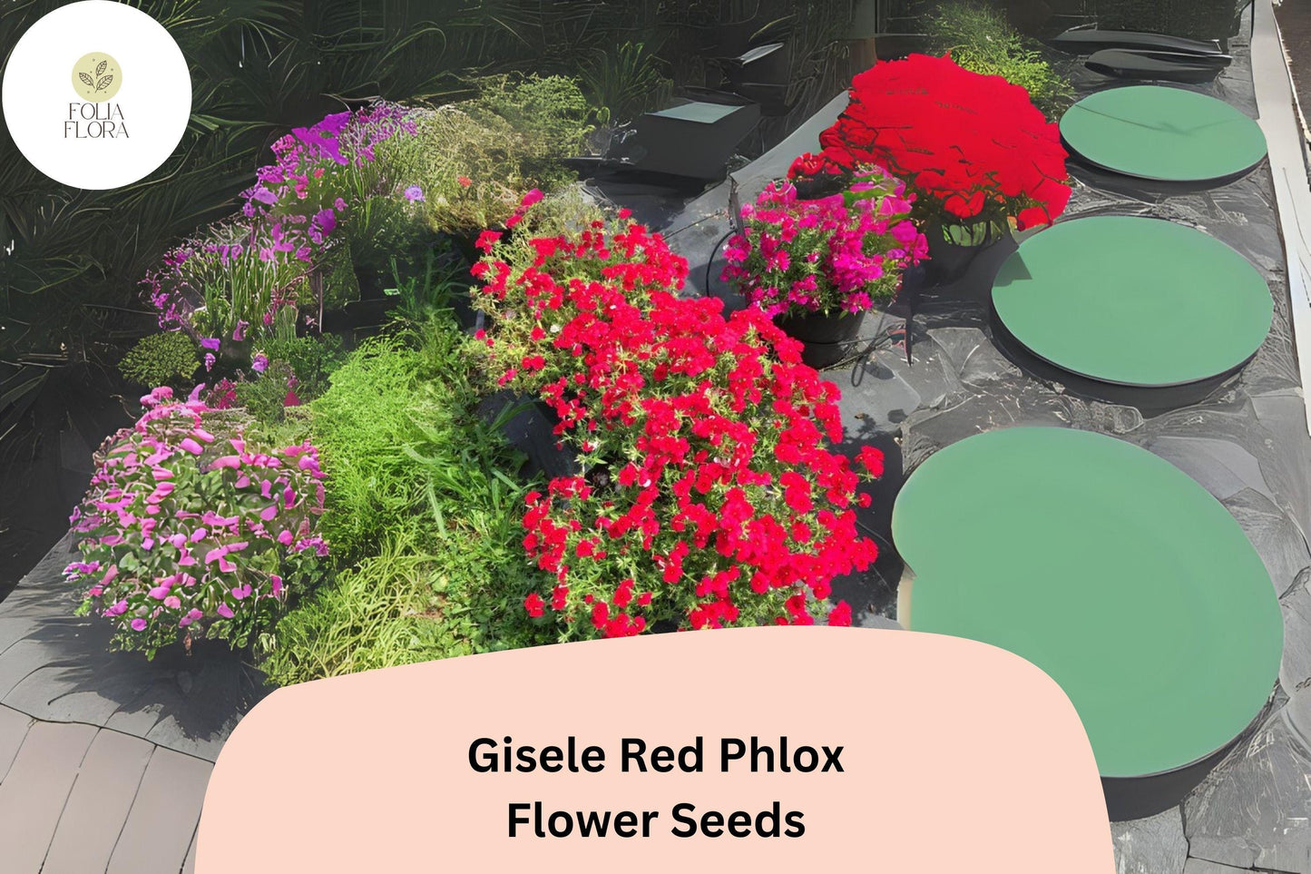 100+ Gisele Red Phlox Seeds for Planting | Phlox drummondii Annual Flower Seeds | Bright Scarlet-Red Blooms for Garden & Beds