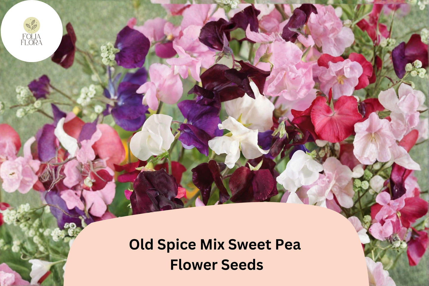 Old Spice Mix Sweet Pea Seeds | Lathyrus odoratus Mixed Color Blooms Garden Planting (50+ Seeds)