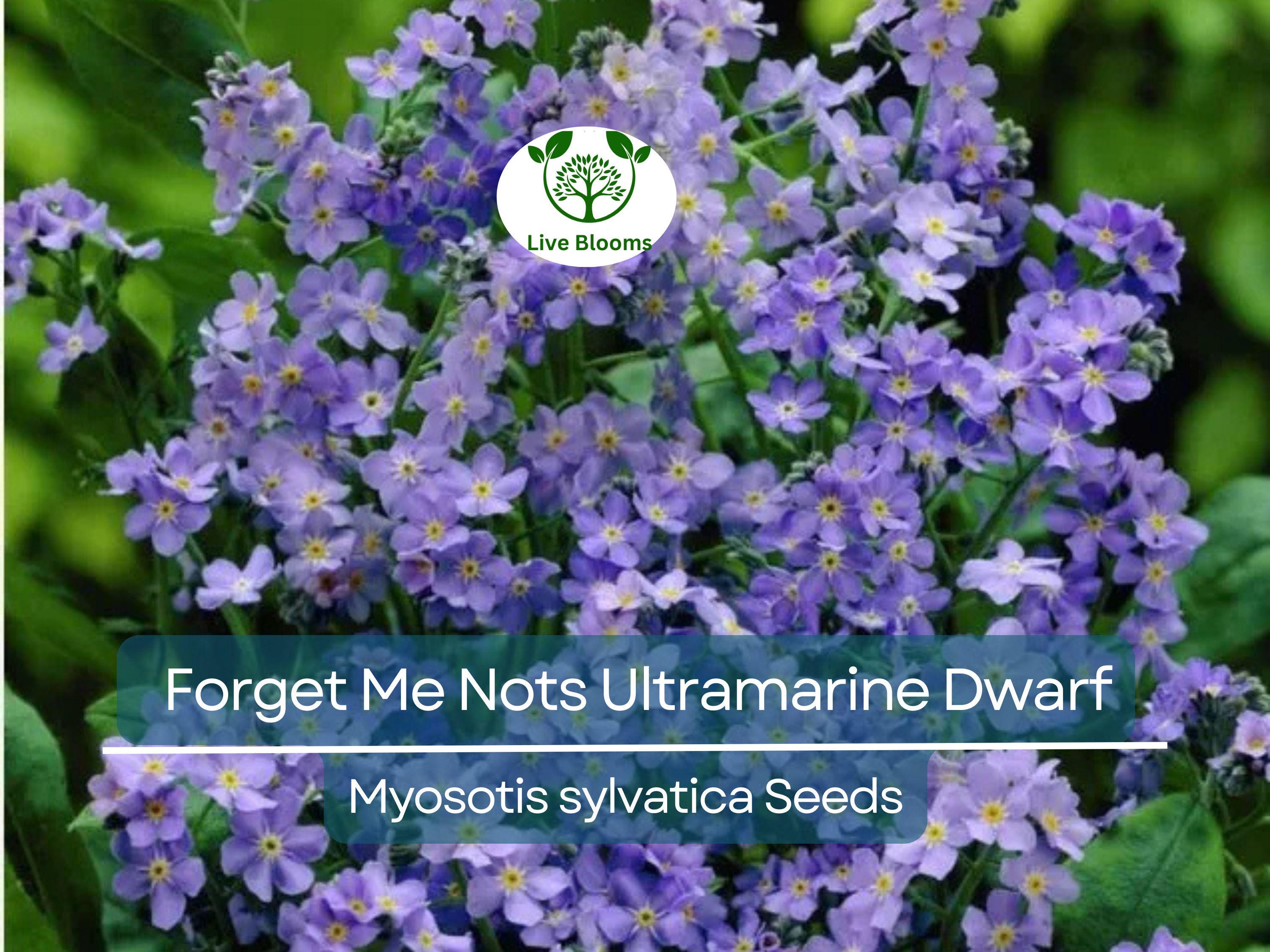 200 Seeds Forget Me Nots ULTRAMARINE DWARF, Blue Biennial Perennial, Non-GMO, Compact Blue Flowers, Perfect for Gardens & Pollinators