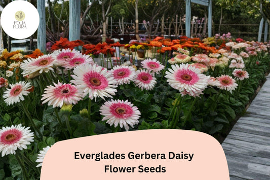 200+ Everglades Gerbera Daisy Seeds | Bright Garden Flowers | Large Colorful Blooms for Pots & Borders