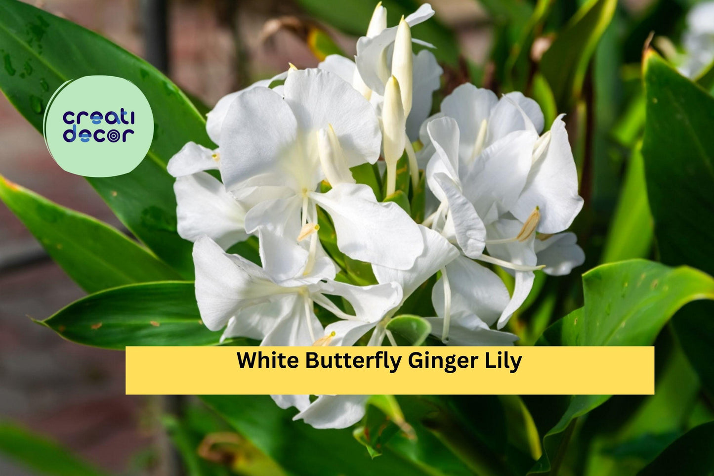 White Butterfly Ginger Lily – Hedychium coronarium, Fully Rooted Live Plant, Fragrant Tropical Perennial Flower for Garden or Container