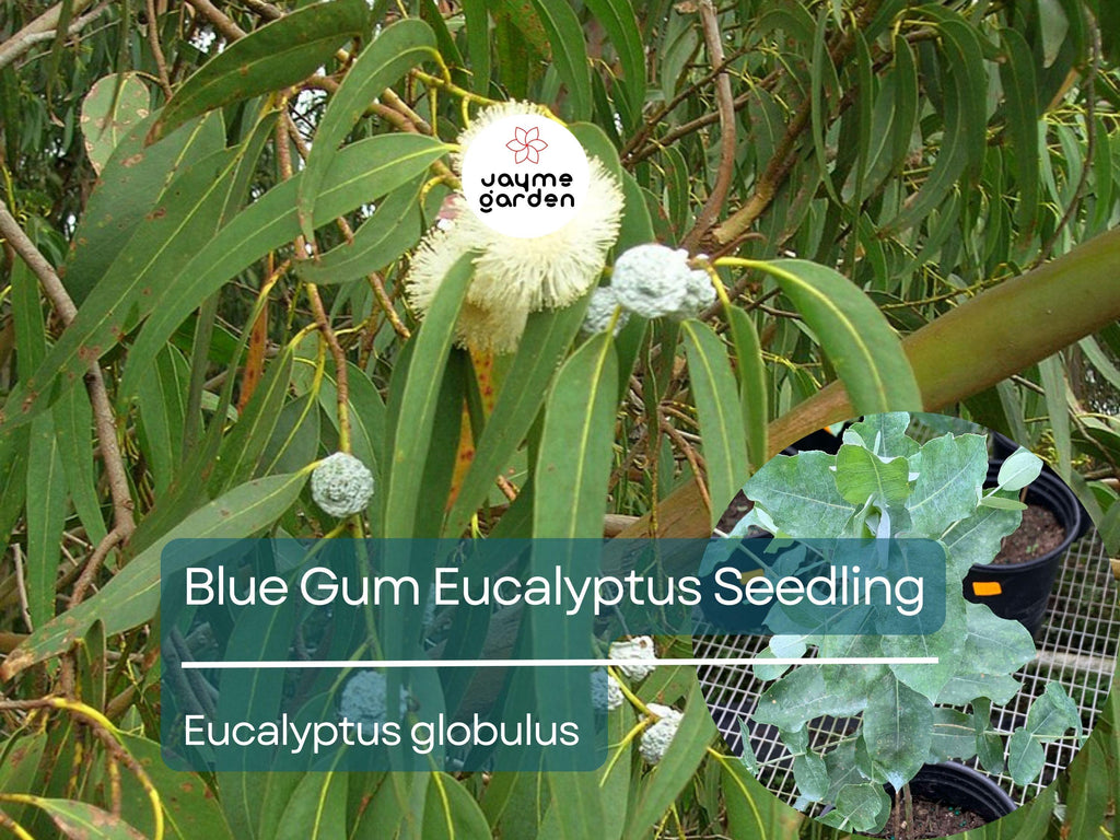Blue Gum Eucalyptus Starter Plant (Eucalyptus globulus) - Live Plant 2′-3′ Tall - Aromatic Tree for Garden, Landscaping, & Essential Oils
