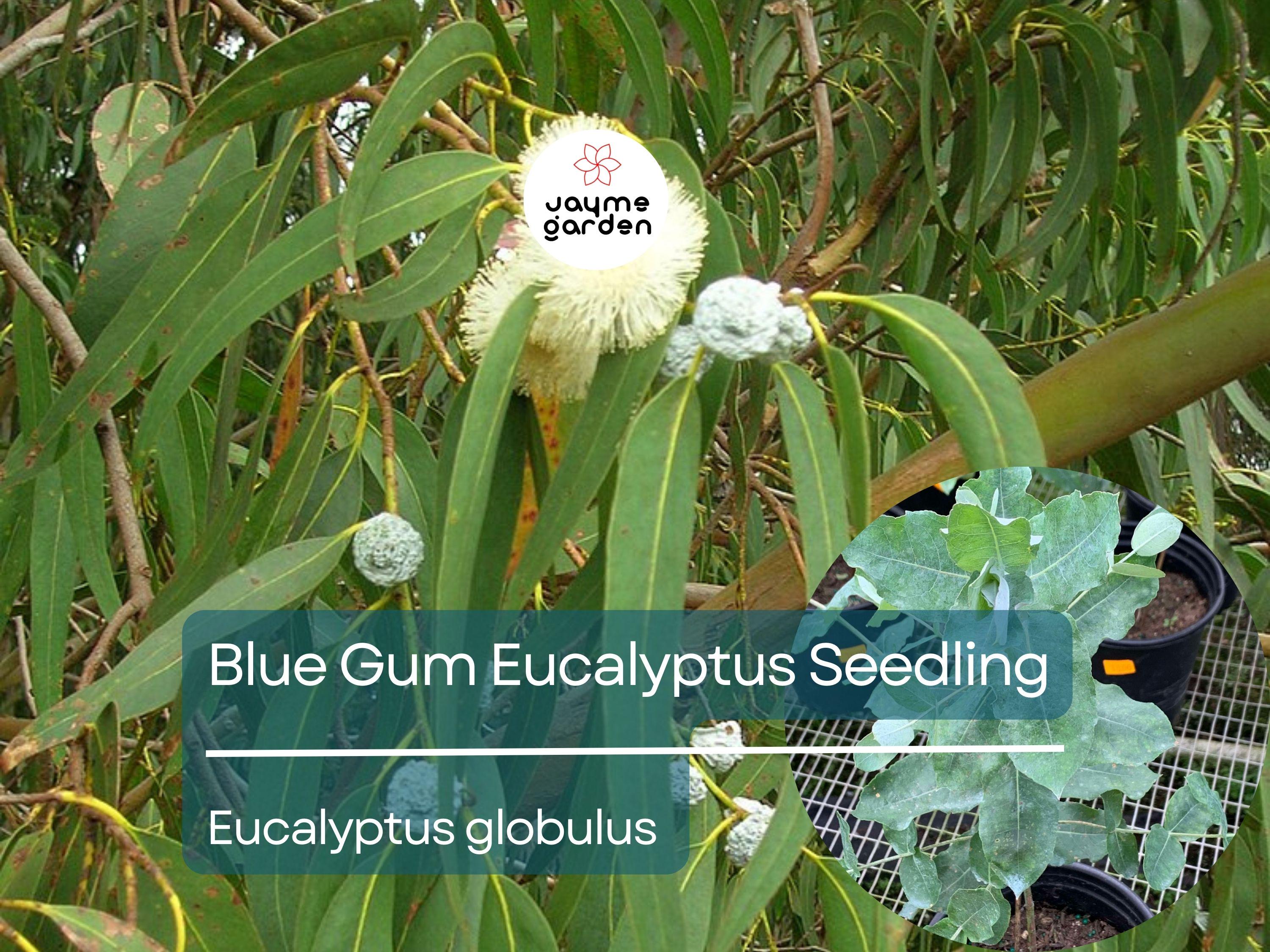 Blue Gum Eucalyptus Starter Plant (Eucalyptus globulus) - Live Plant 2′-3′ Tall - Aromatic Tree for Garden, Landscaping, & Essential Oils