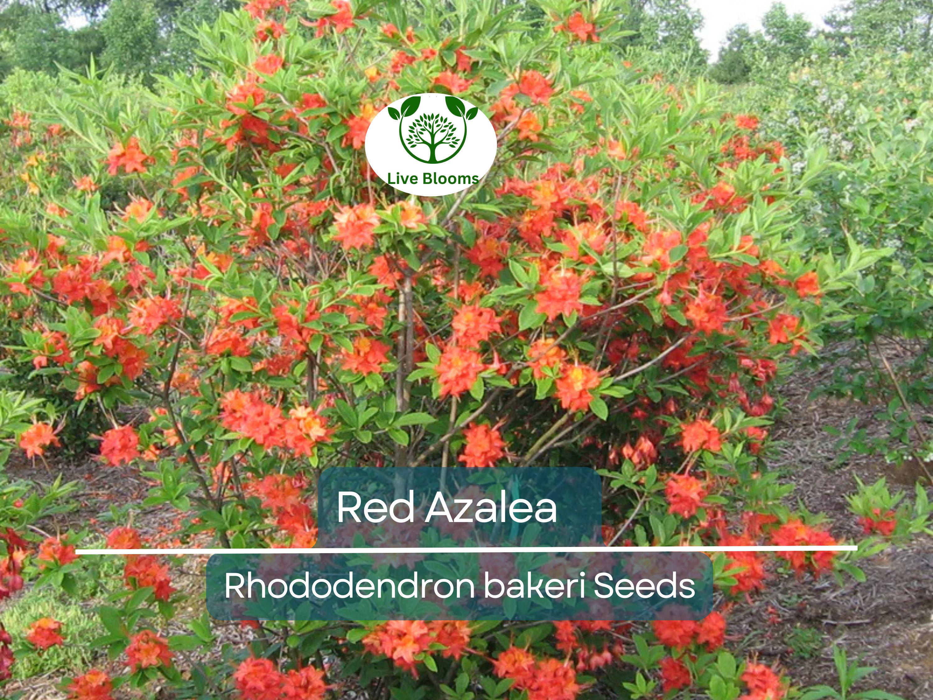 50 Red Azalea Seeds (Rhododendron bakeri) | Cumerland Azalea Flowering Bush | Bright Red Blooms, Hardy, Perfect for Landscaping & Gardens