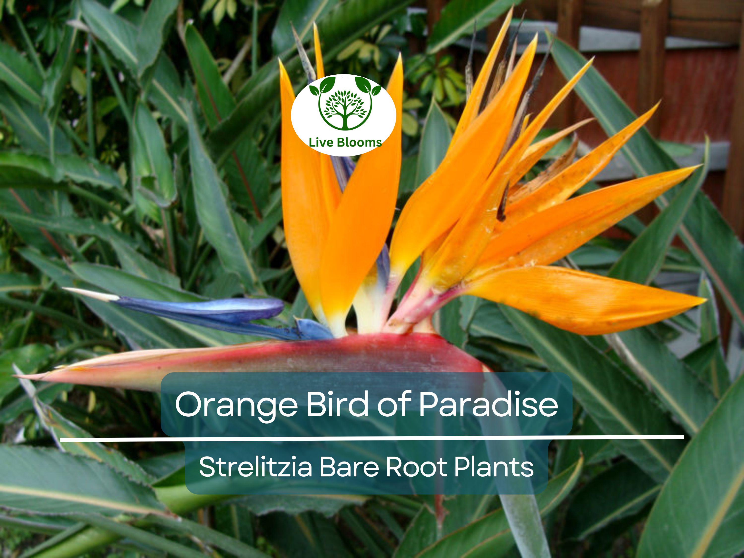 1 Orange Bird of Paradise – Strelitzia Reginae Live Bare Root Plant 3–6” – Tropical Flower for Container or Landscape