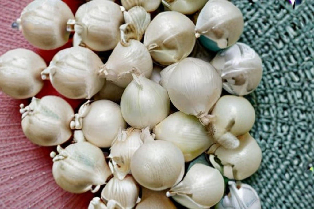 Onion – Ringmaster 50 Seeds | Large Yellow Onion | Perfect for Onion Rings | Mild & Sweet Flavor