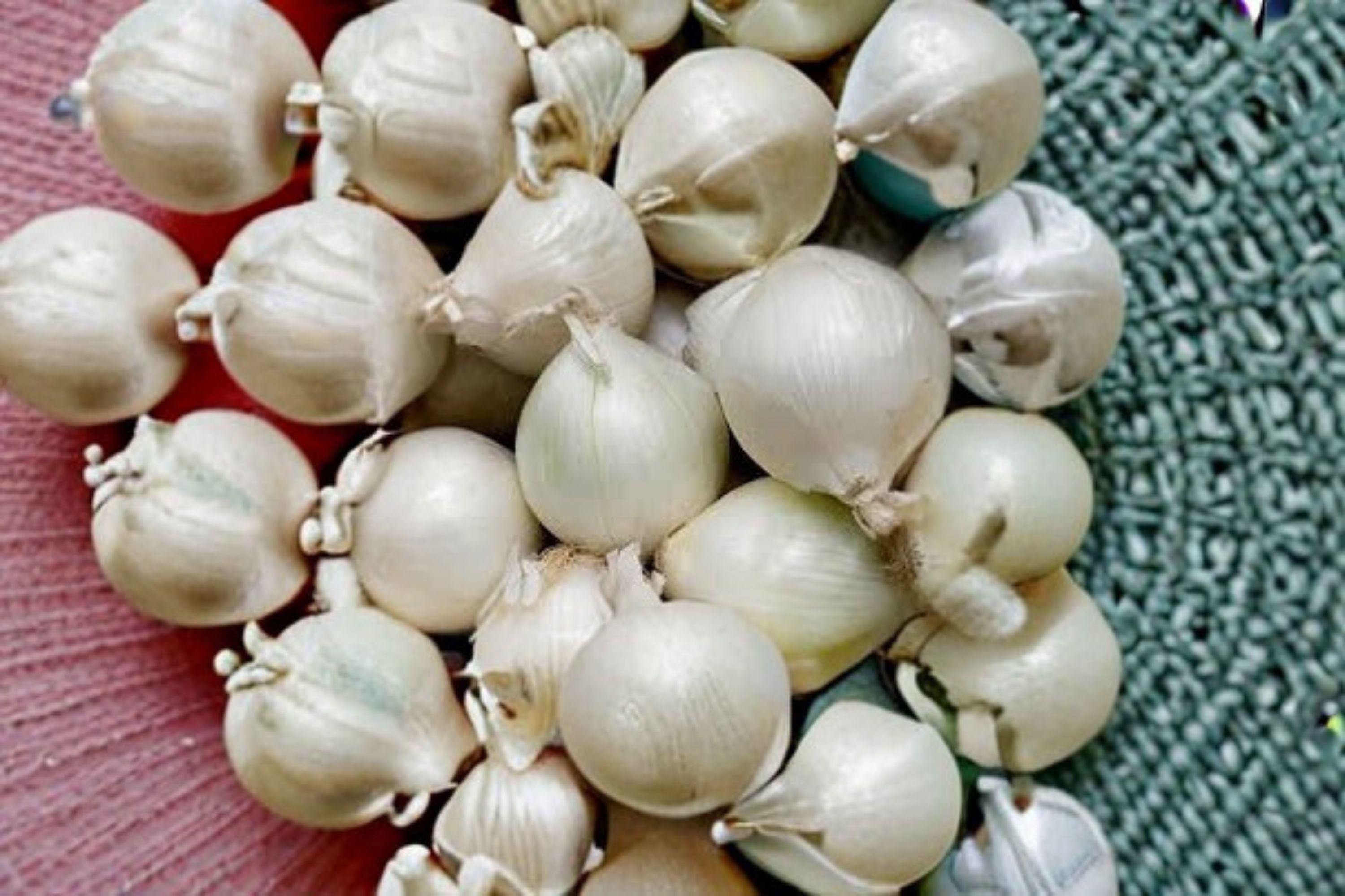 Onion – Ringmaster 50 Seeds | Large Yellow Onion | Perfect for Onion Rings | Mild & Sweet Flavor