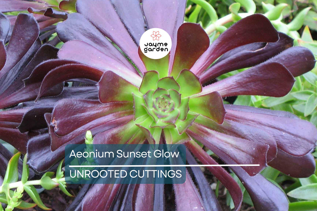 Aeonium Sunset Glow Cutting | Fresh 2.5" Head | Unique Succulent | Easy to Grow |