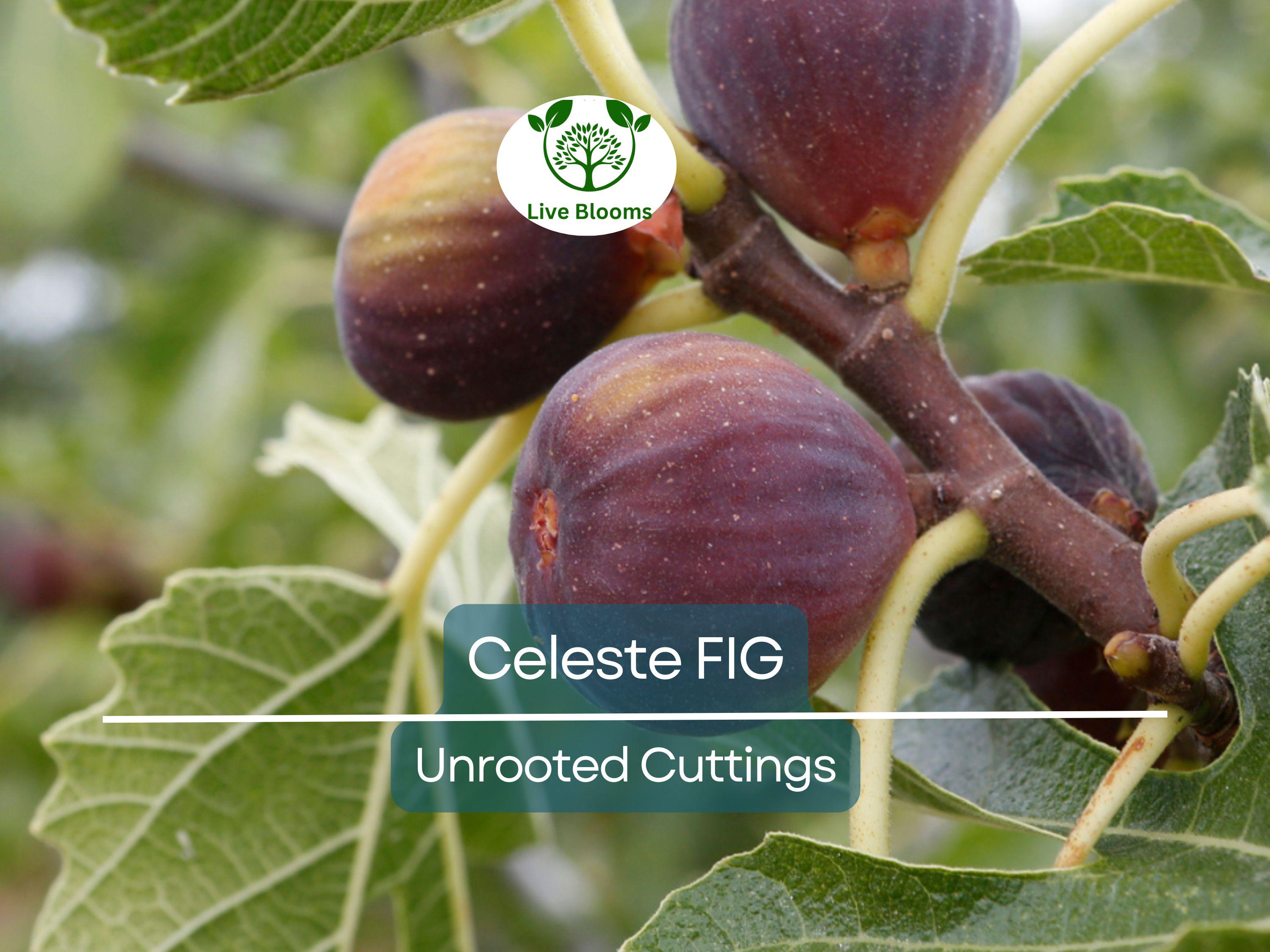 5 Celeste Fig Unrooted Cuttings/Scions 6" or Longer, Freshly Cut, 3+ Nodes, Perfect for Propagation, Grow Your Own Figs, Home Garden