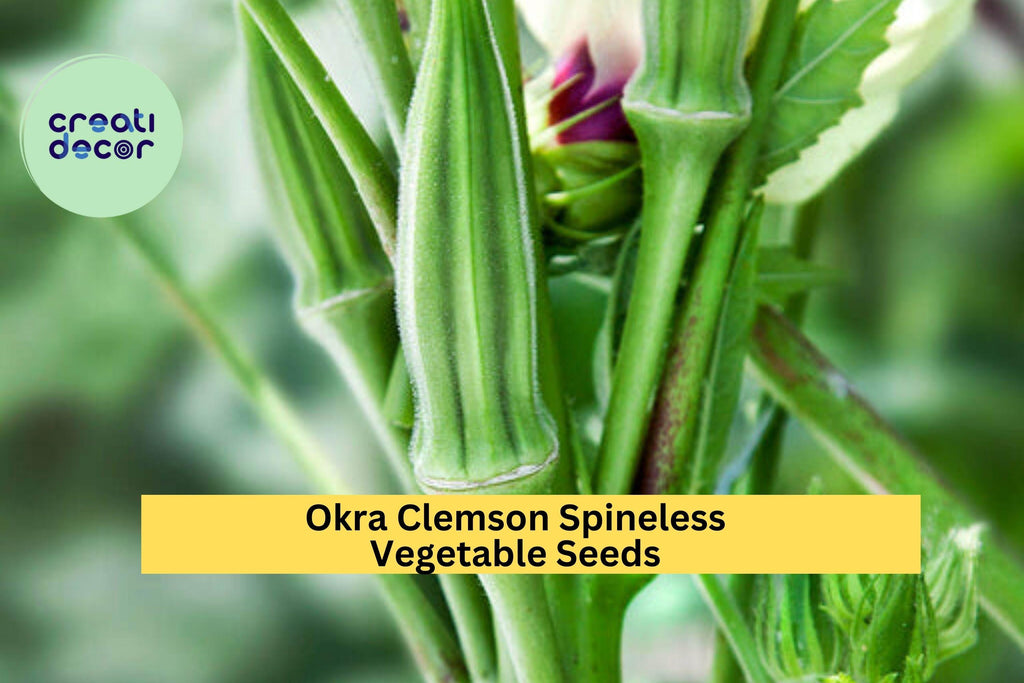 3pcs of 5g Clemson Spineless Okra Seeds – High-Yield, Tender Pods for Summer Gardens, Stir-Fries & Southern Cooking Seeds for Planting