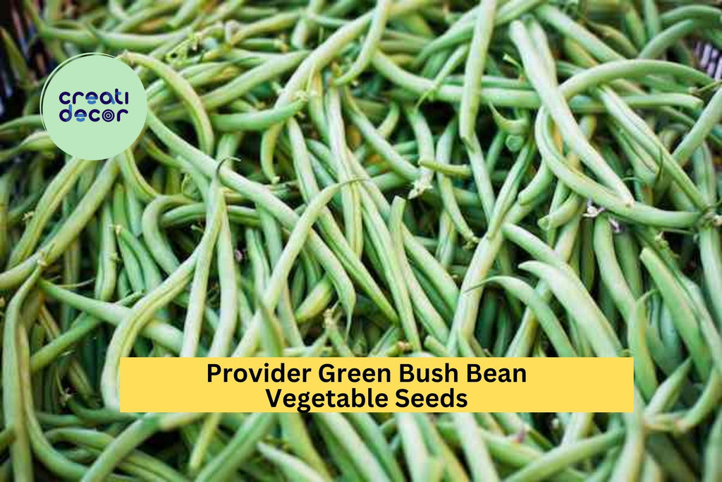 3pcs x 5g Provider Bush Bean Seeds – Reliable Green Beans for Garden Rows, Raised Beds, or Container Growing Seeds for Planting
