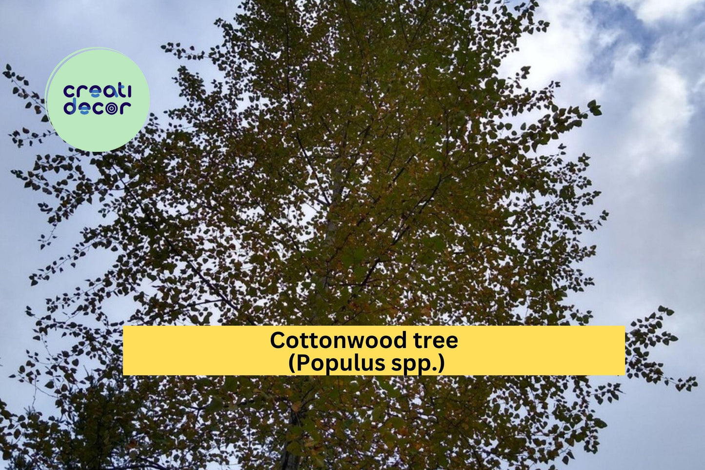 Cottonwood Tree | 1–2 Ft Live Bare Root Plant | Fast Growing Shade Tree for Landscaping