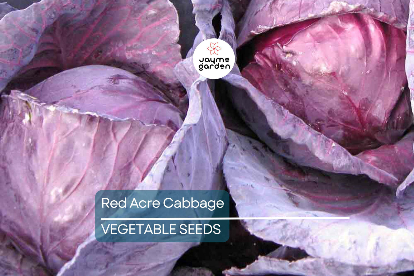 750 Red Acre Cabbage Seeds - Non-GMO Heirloom, Reddish-Purple Heads, Gourmet Variety