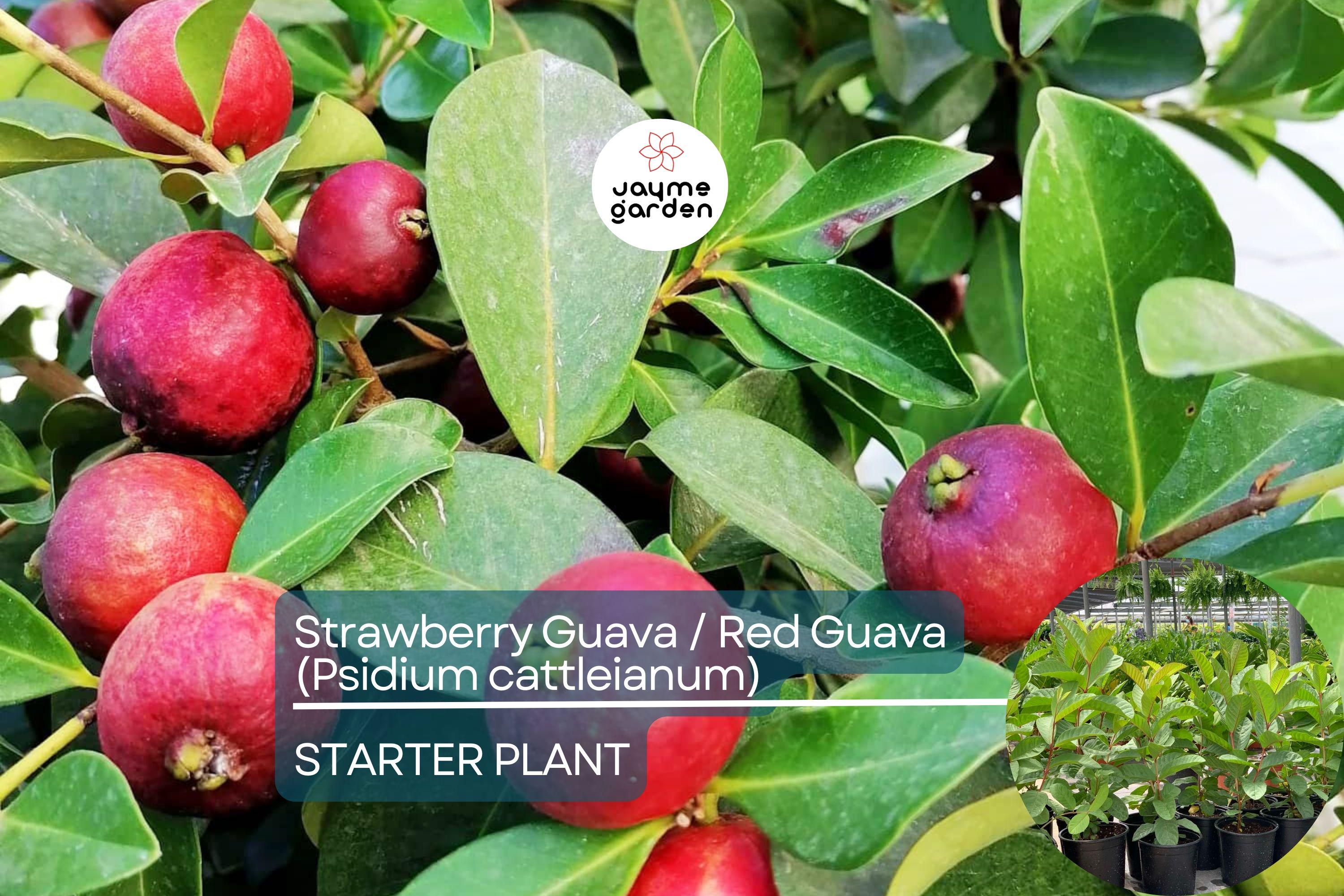 1 Red Guava Tropical Fruit Tree (Psidium guajava) 12”-24” - Sweet, Nutrient-Rich, Tropical Delight for Gardens