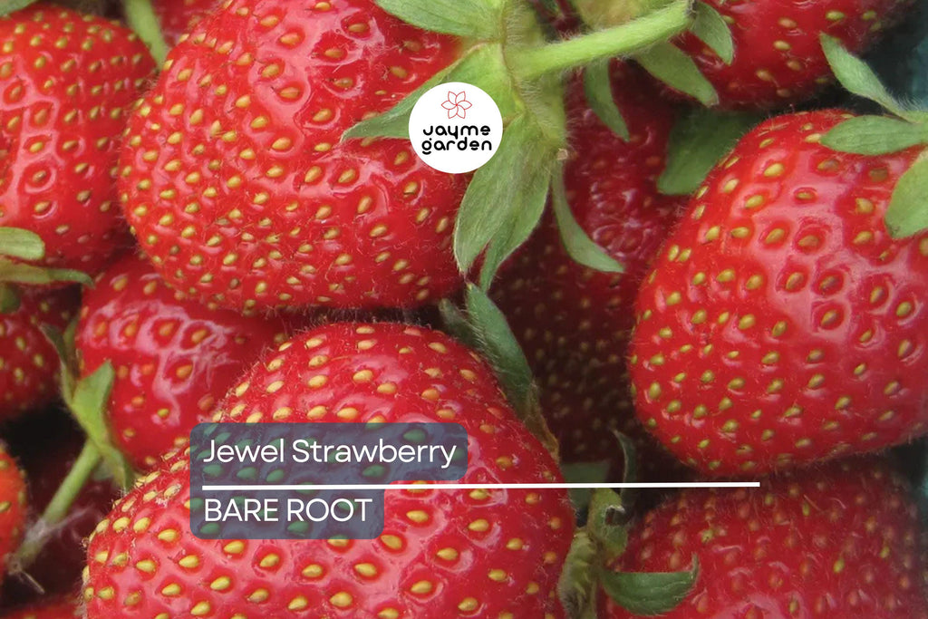 Jewel Strawberry Plants – Bare Root, Delicious Sweet Strawberries