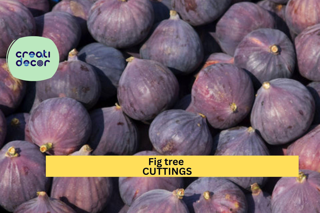 5 Ronde de Bordeaux Fig Cuttings – Early-Ripening Black Variety | Ficus carica for Pots, Orchards, or Backyard Fruit Tree Gardens