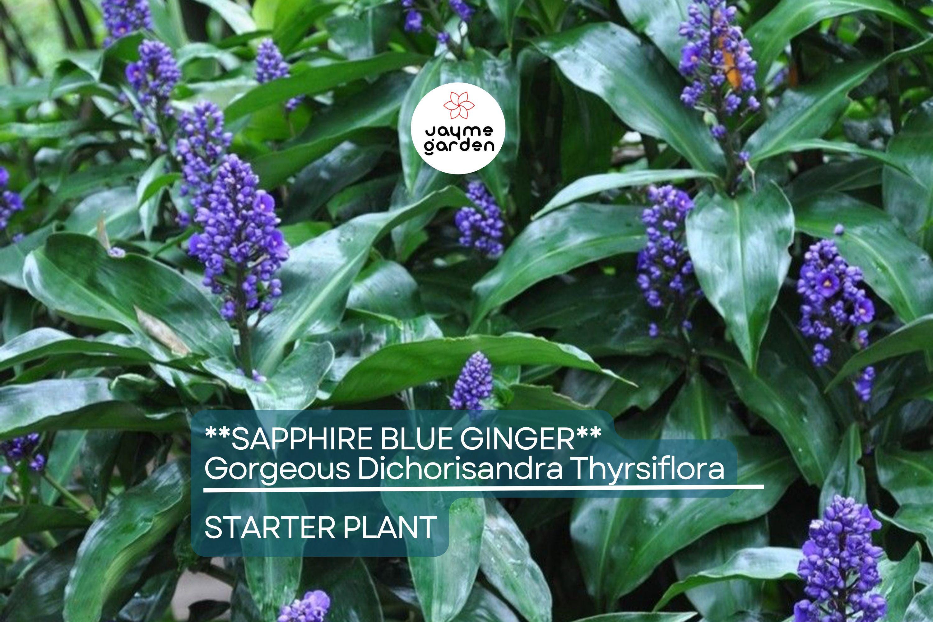 Sapphire Blue Ginger (Dichorisandra Thyrsiflora) | Live Starter Plant | Gorgeous Blue Flowers | Indoor & Outdoor Shade-Loving