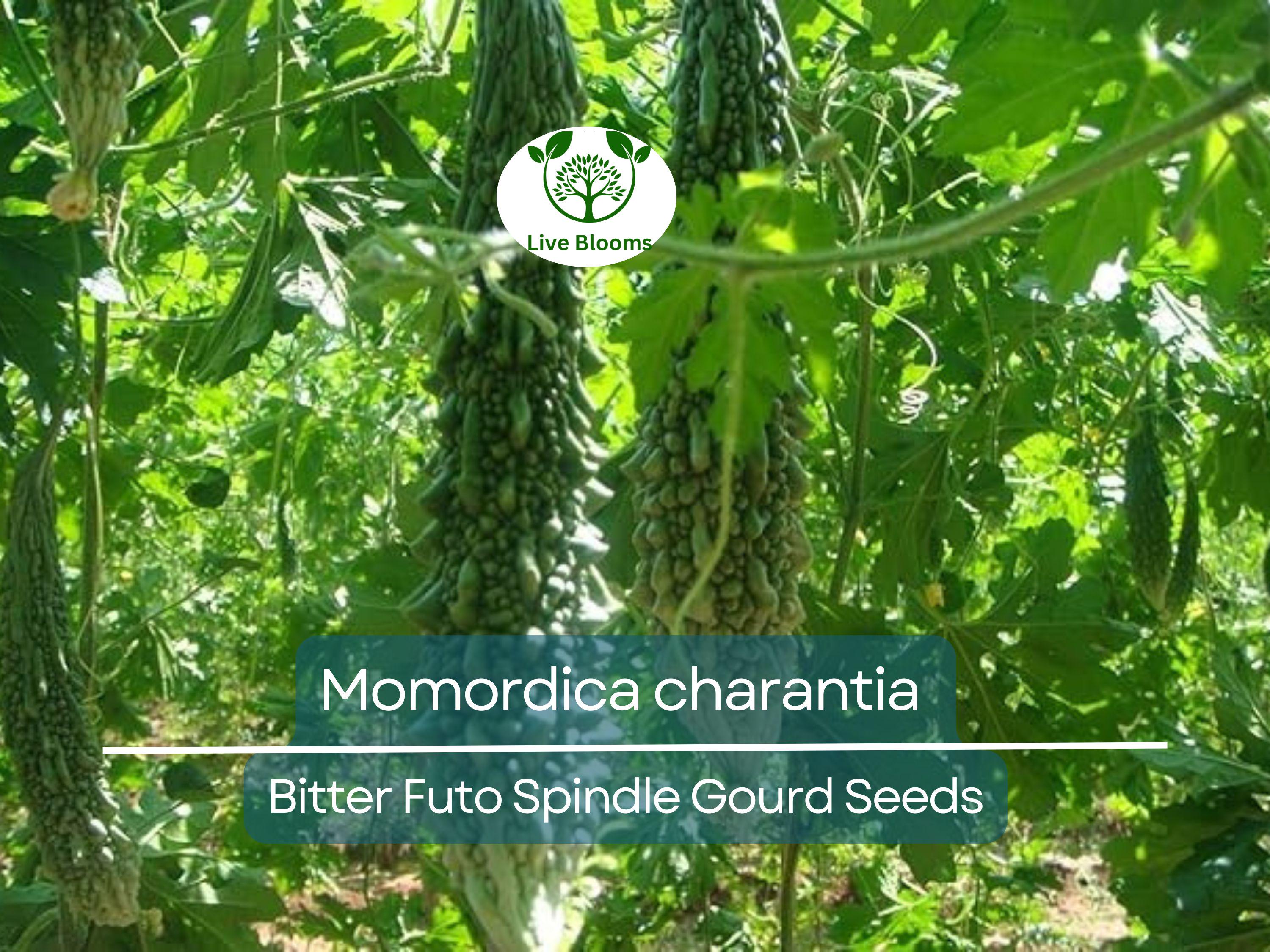 5 Seeds Gourd Bitter Futo Spindle – Hybrid (Momordica charantia) Non-GMO, Healthy Bitter Gourd for Planting, Gardening, & Fresh Harvests