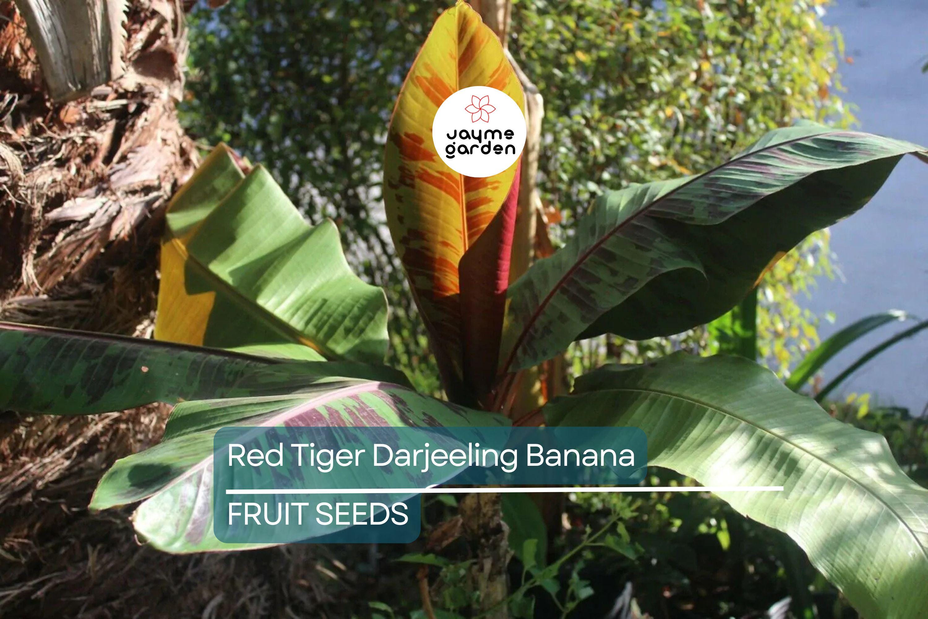 5 Red Tiger Darjeeling Banana Seeds (Musa sikkimensis) – Cold Hardy, Rare Tropical Look, Zone 5