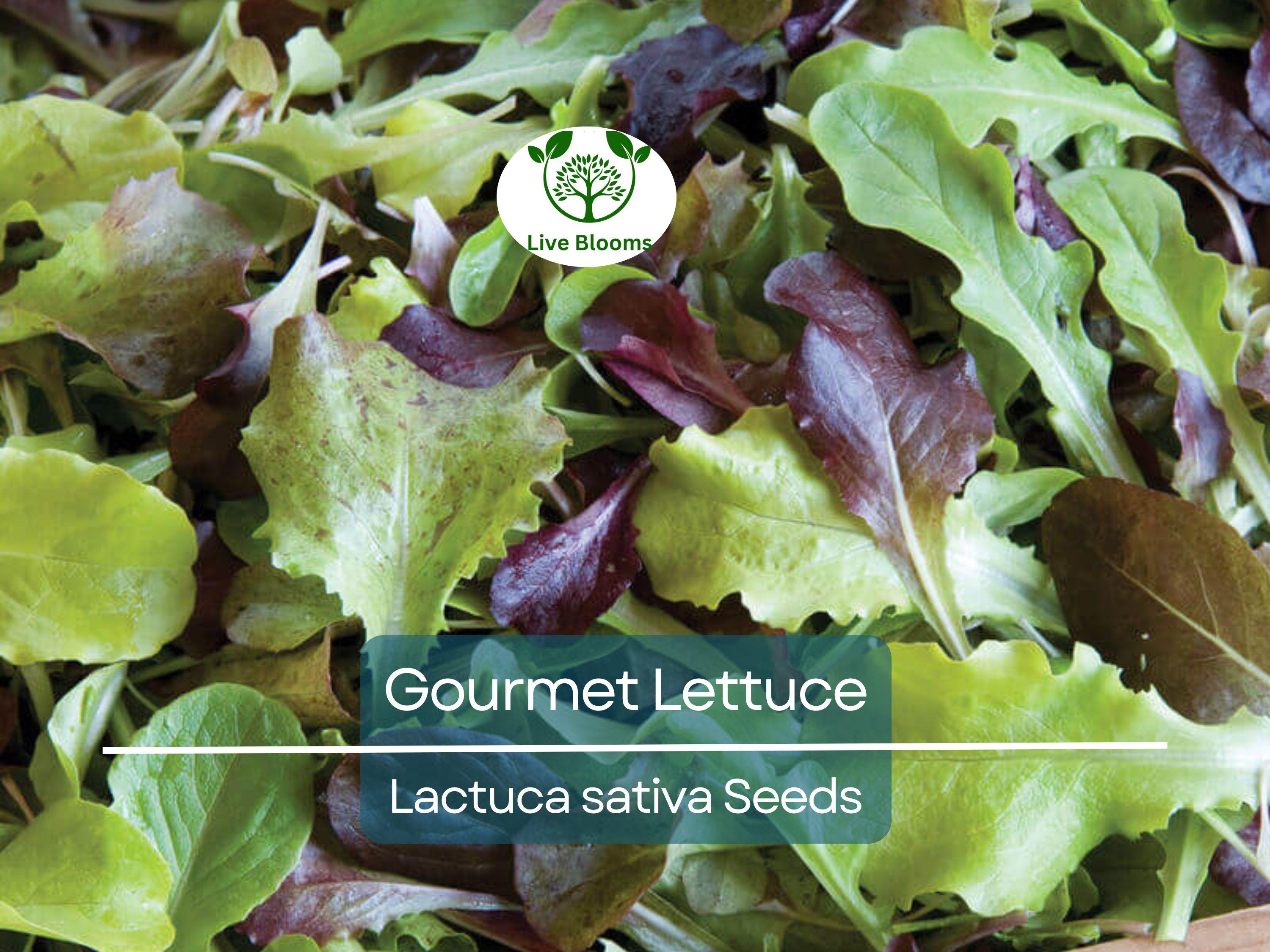 1000 Gourmet Lettuce Blend Seeds | Mixed Salad Bowl Lettuce, Crisp & Fresh, Easy to Grow, Ideal for Home Gardens, Variety of Leaf Types
