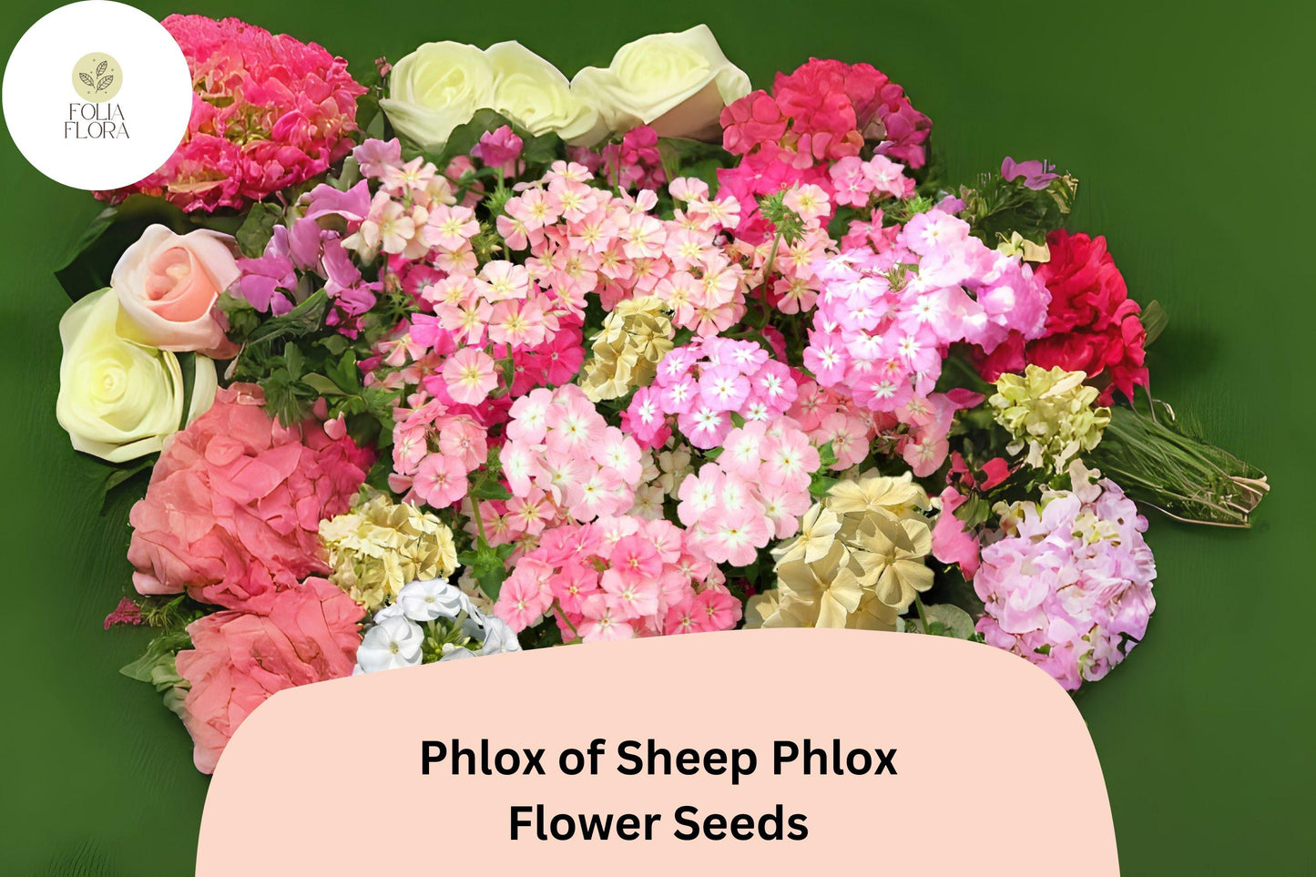 100+ Phlox of Sheep Seeds for Garden Planting | Phlox subulata | Creeping Groundcover Perennial | Pink Carpet Flower Seeds