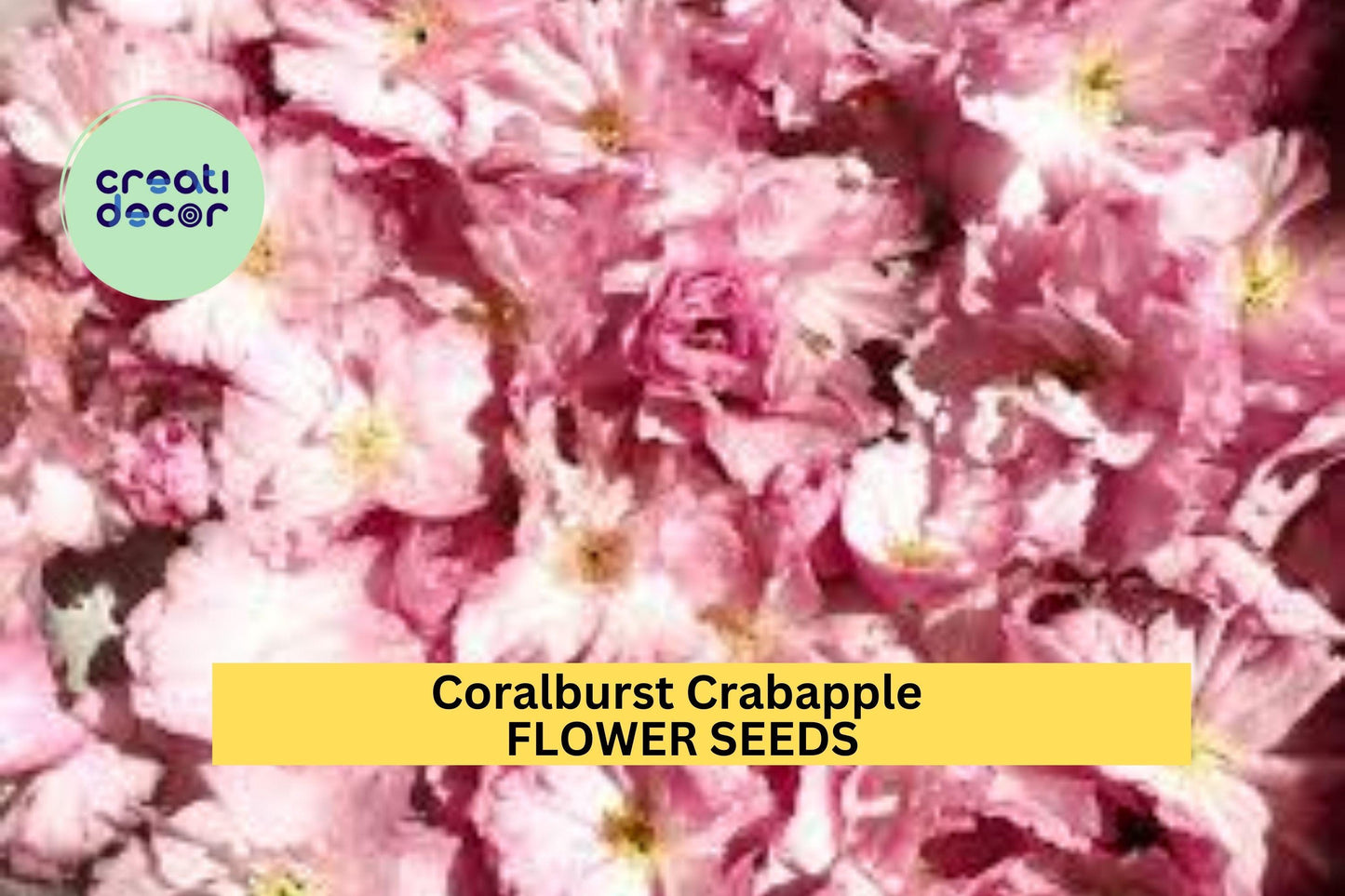 25+ Coralburst Crabapple Seeds – Compact Flowering Tree for Garden Planting, Pink Buds & Orange Fruit for Landscapes – USA