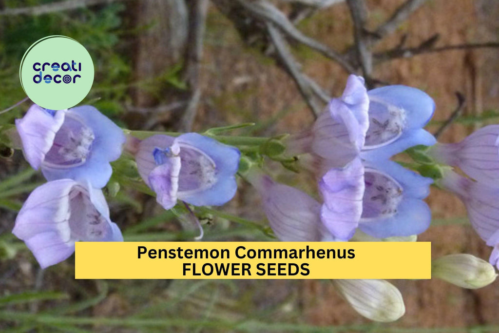 3pcs of 100mg Penstemon commarhenus Seeds – Dusky Beardtongue for Dry Native Gardens, Rocky Beds, or Pollinator Borders Seeds for Planting