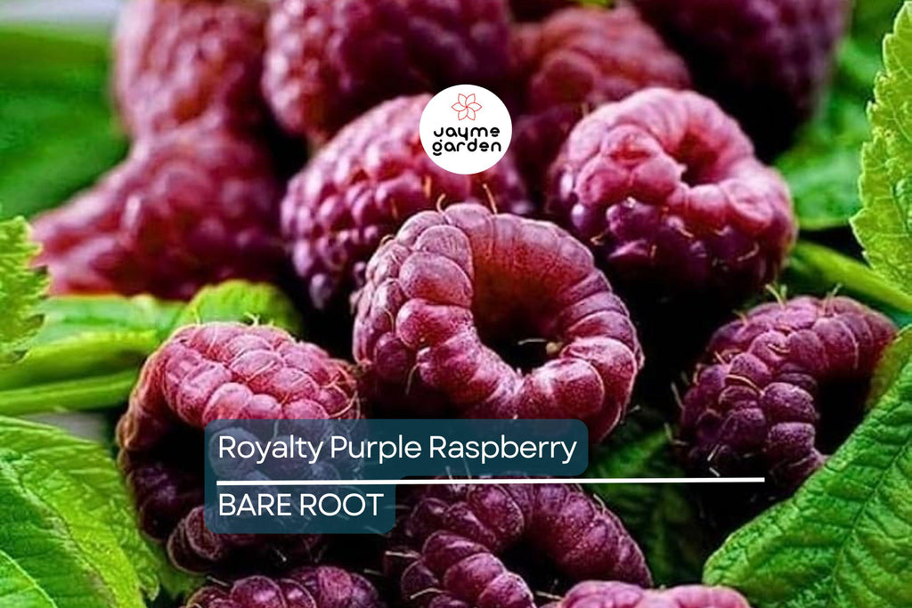 Royalty Purple Raspberry Bare Root Canes | 2-Year-Old Plants | Large Berries | Sweet Flavor | Cold Hardy | USDA Zones 4-8